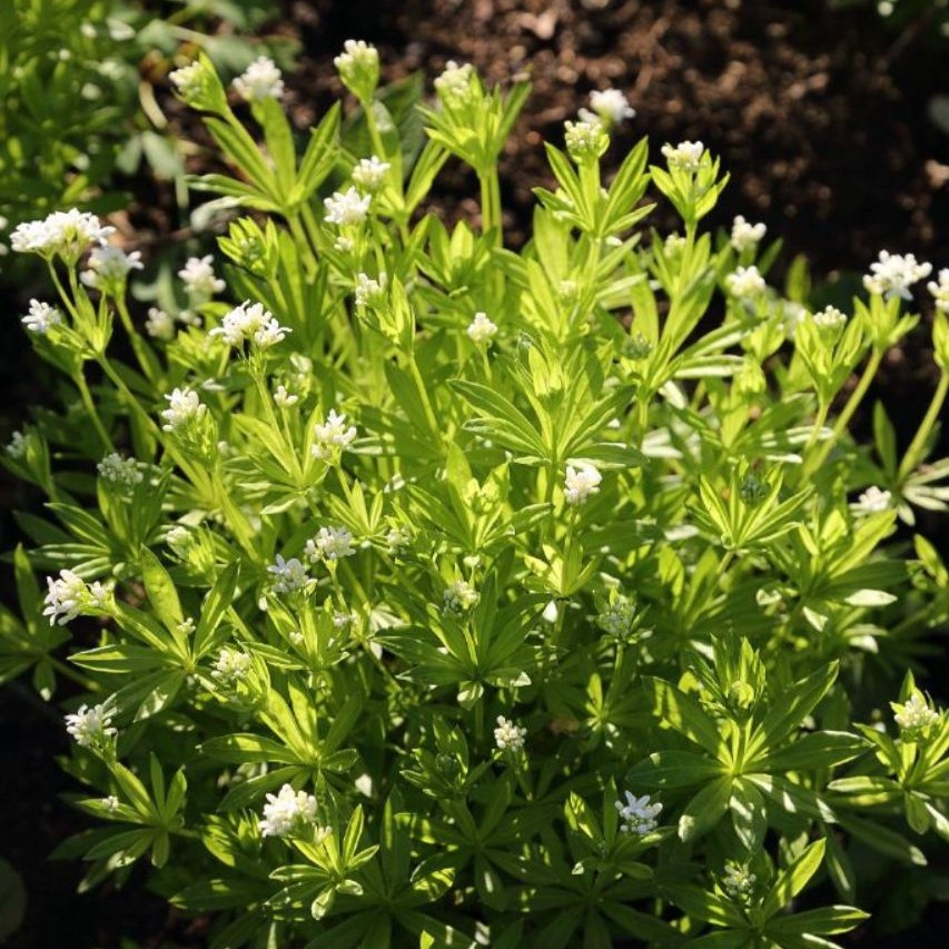 Galium odoratum Echter Waldmeister 1L