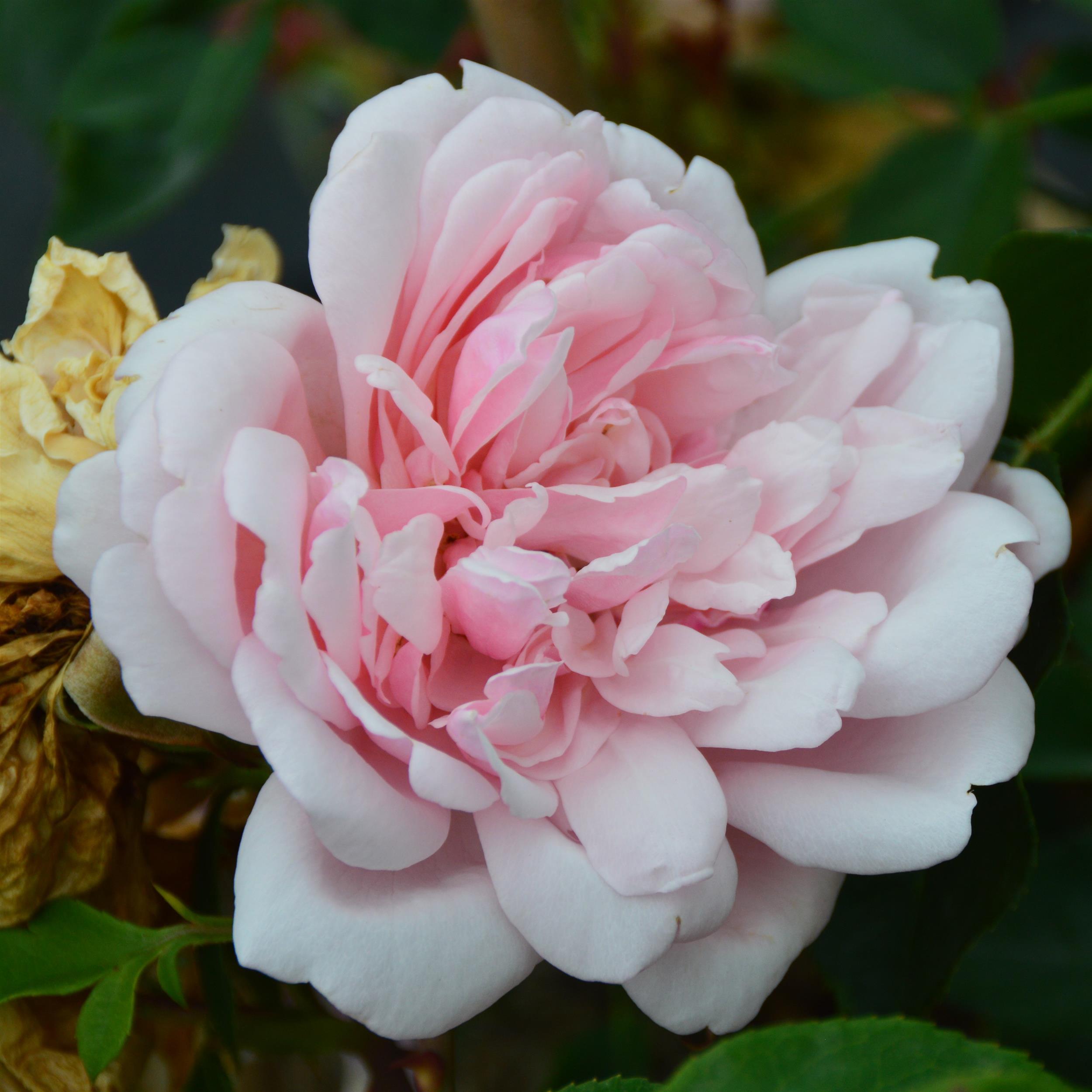 Albertine