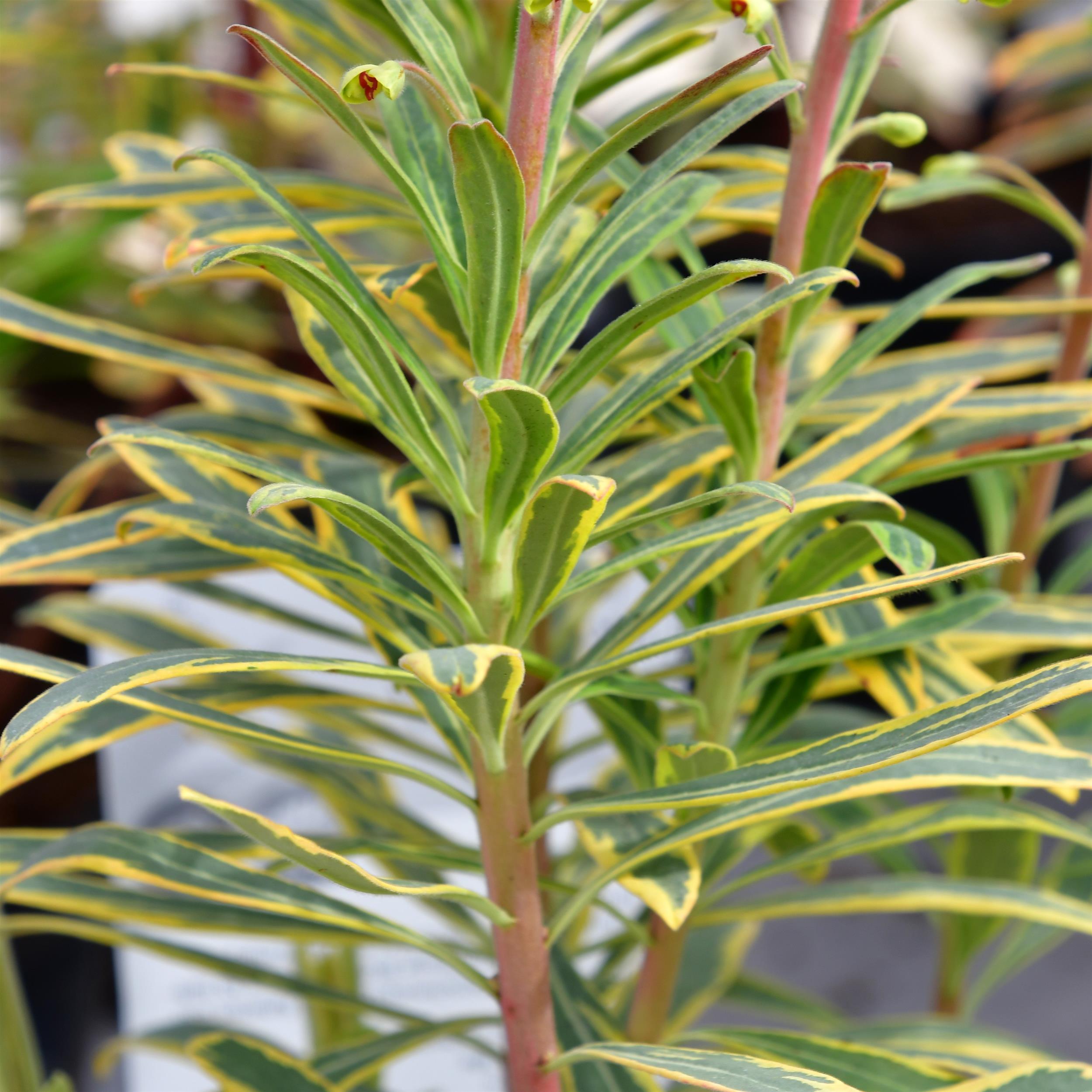 Euphorbia x martinii 'Ascot Rainbow' 1L