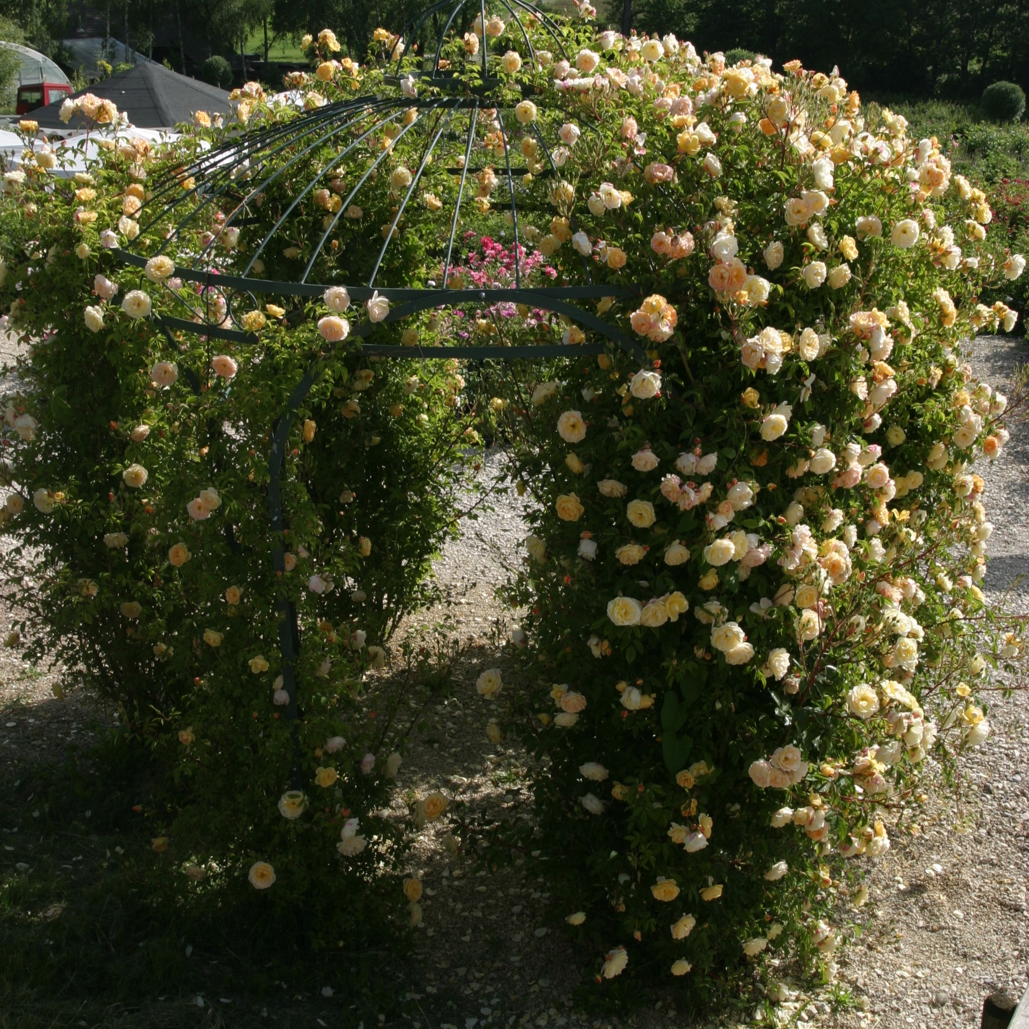 Scarman´s Golden Rambler