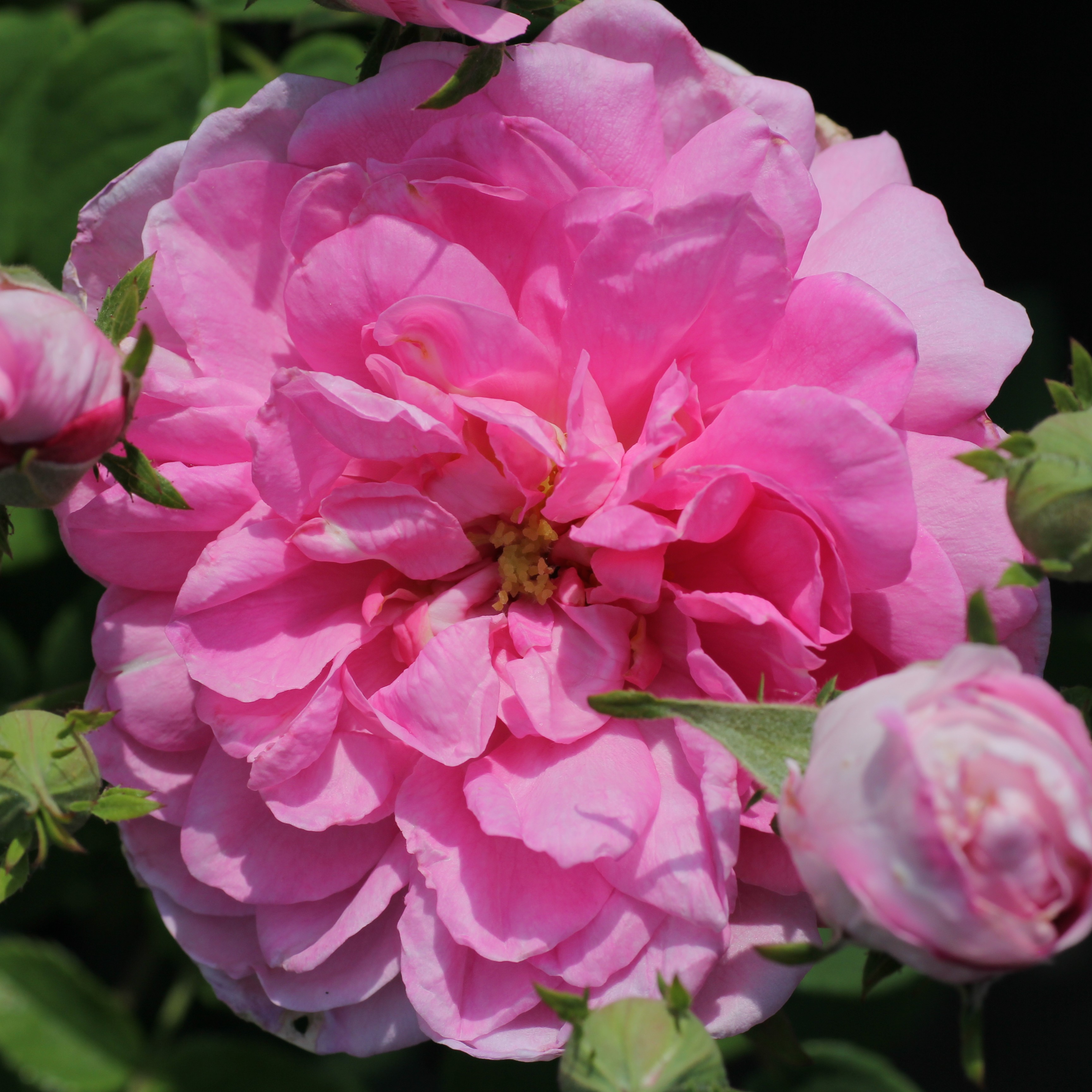 Ispahan / Pompon des Princes