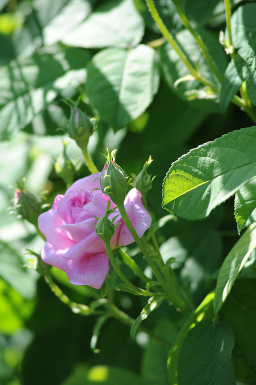 Ispahan / Pompon des Princes