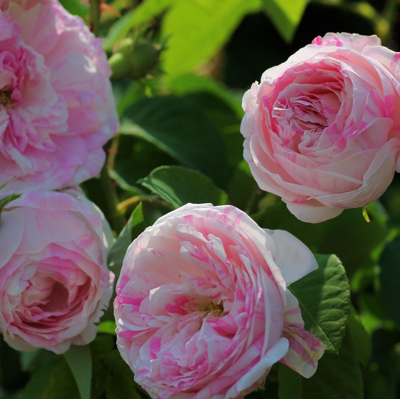 Belle des Jardins (syn. 'Centifolia Variegata')