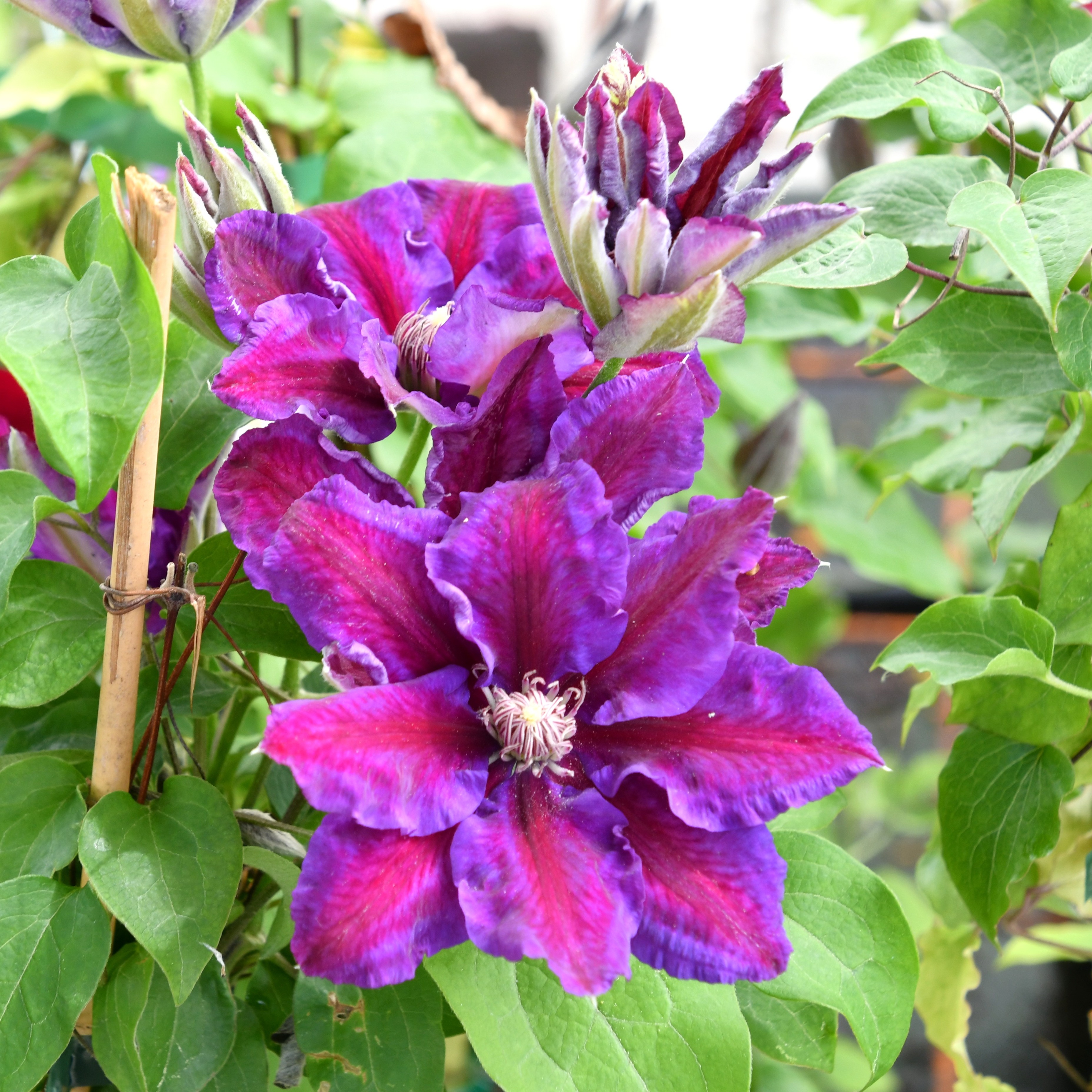 Clematis Hyb. Julka