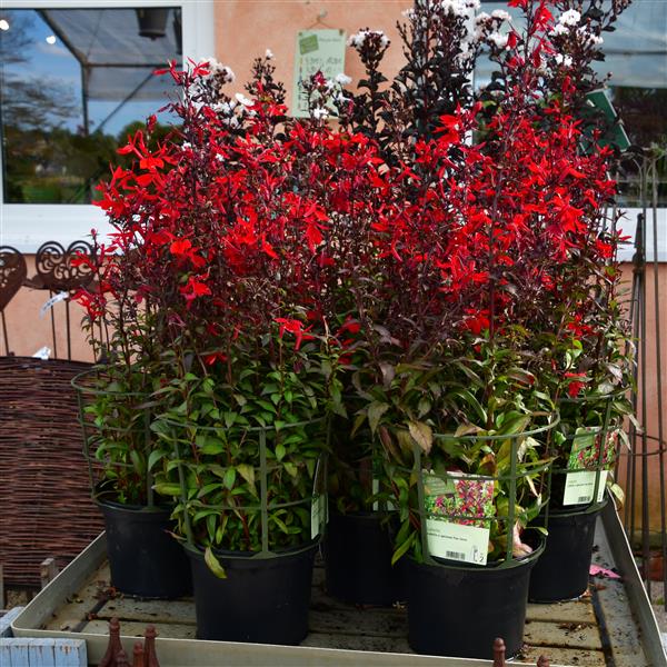 Lobelia x speciosa Fan-Serie 3L