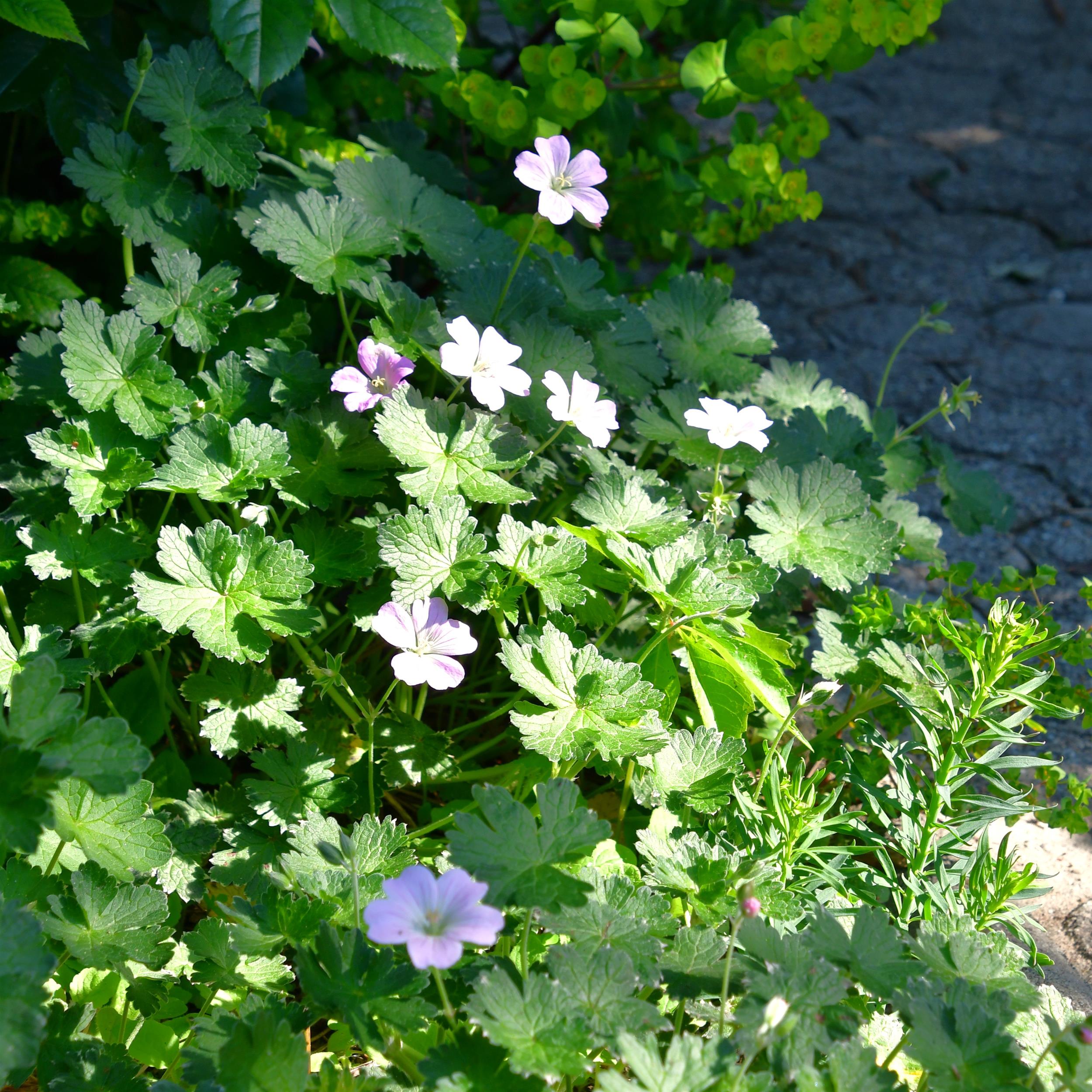 Geranium x cultorum 'Dreamland' 1L
