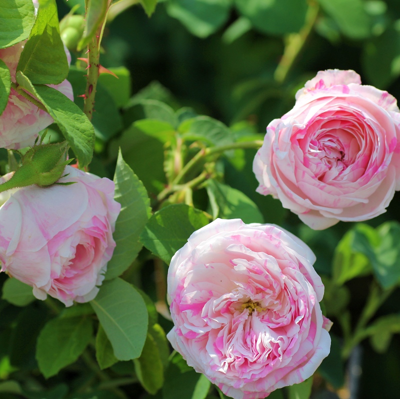 Belle des Jardins (syn. 'Centifolia Variegata')