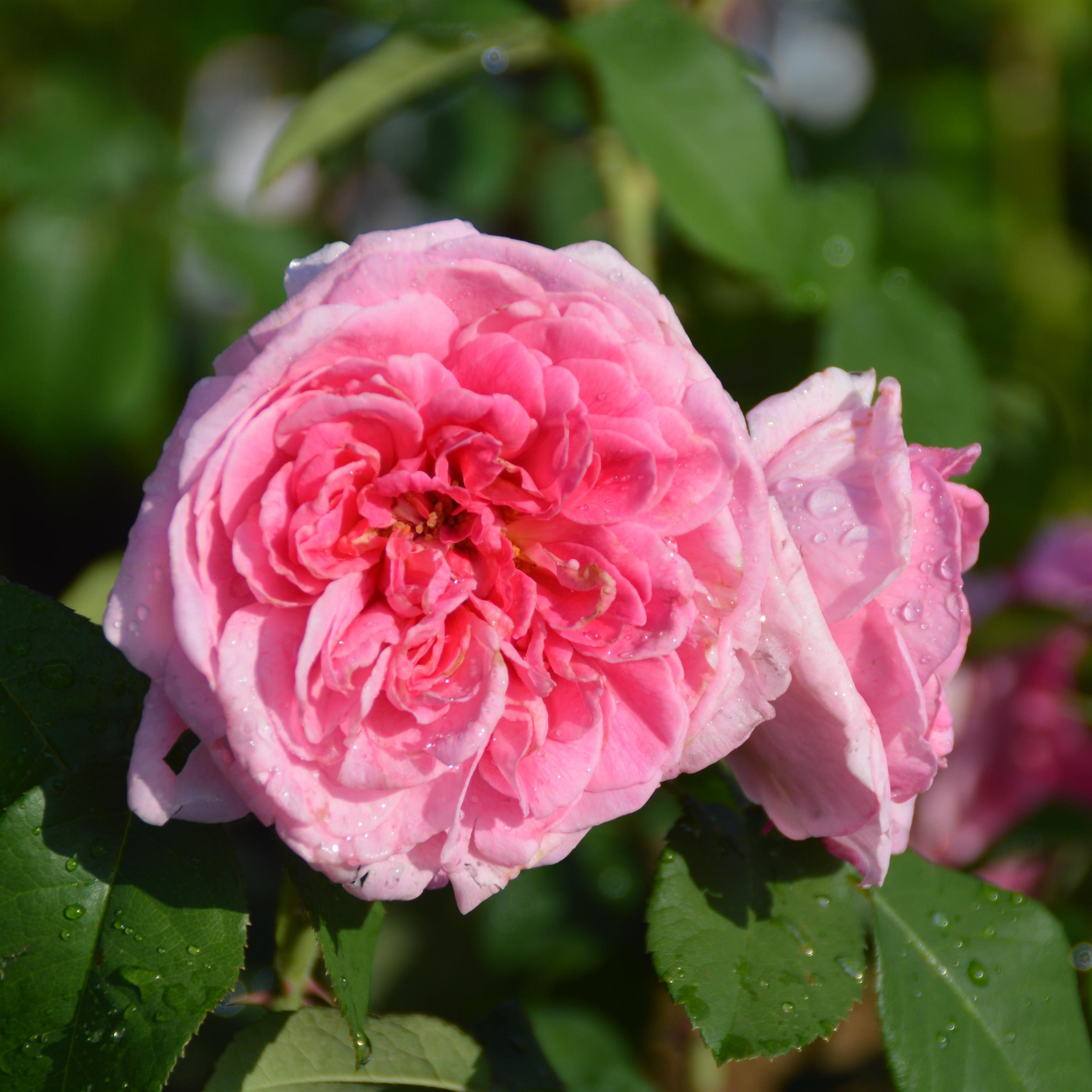 Gertrude Jekyll