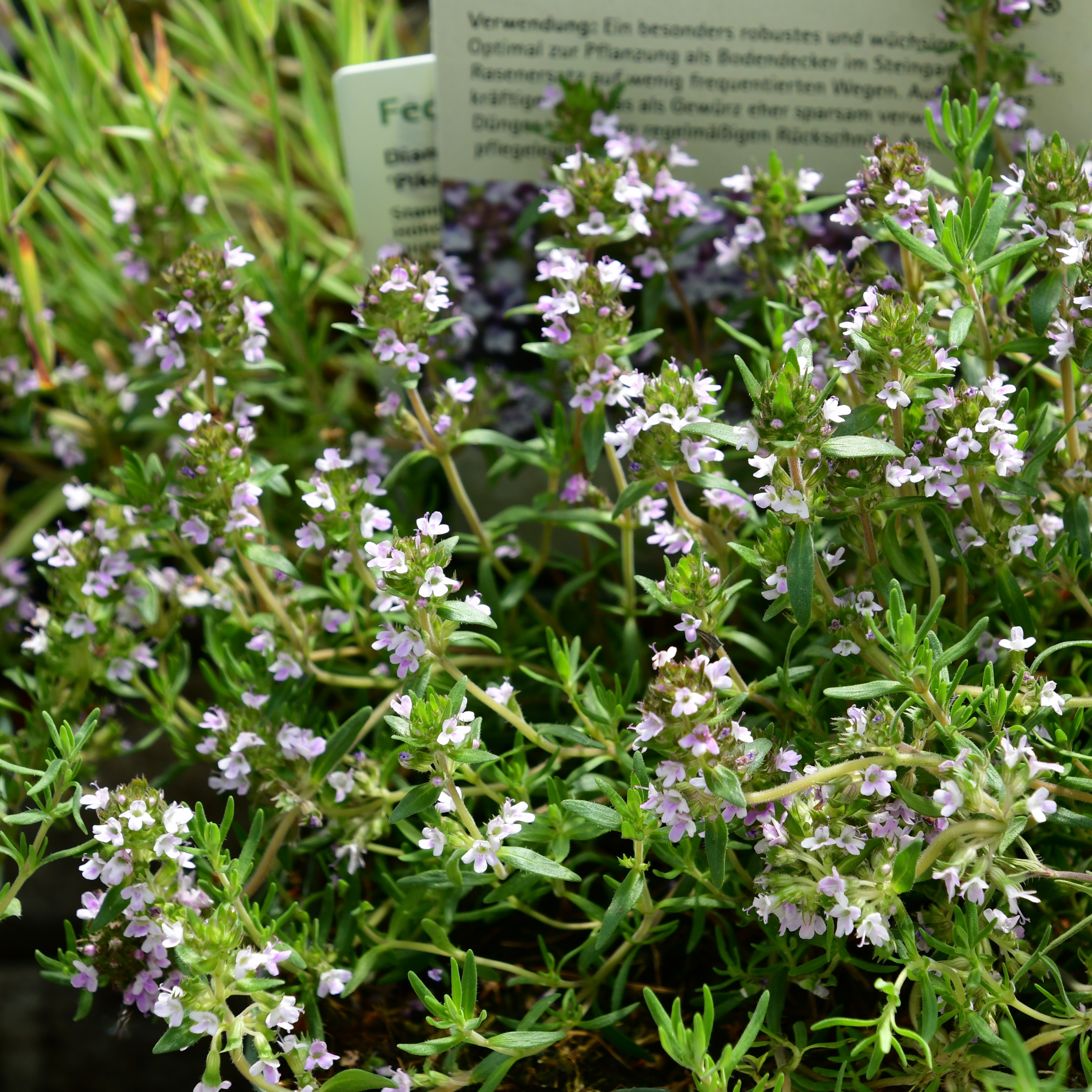 Thymus cherlerioides 'Duftkissen' 1L