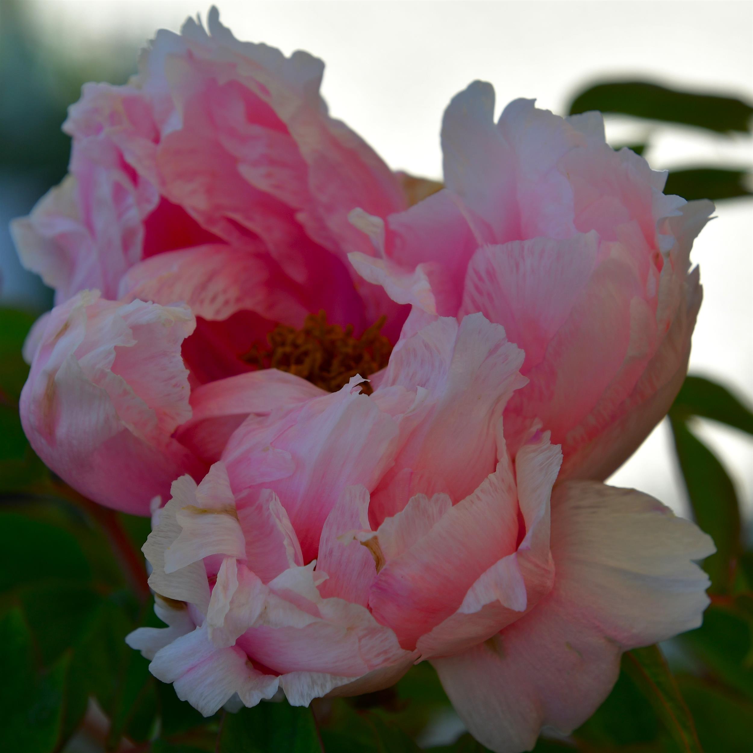 Paeonia suffruticosa Rou Fu Rong