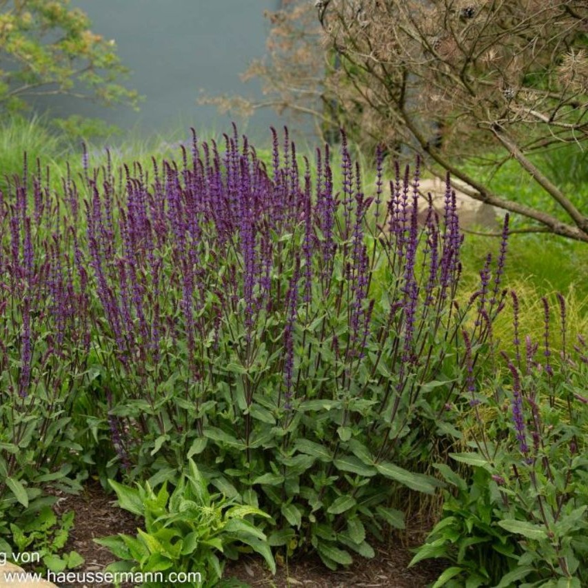 Salvia nemorosa `Caradonna` 1L