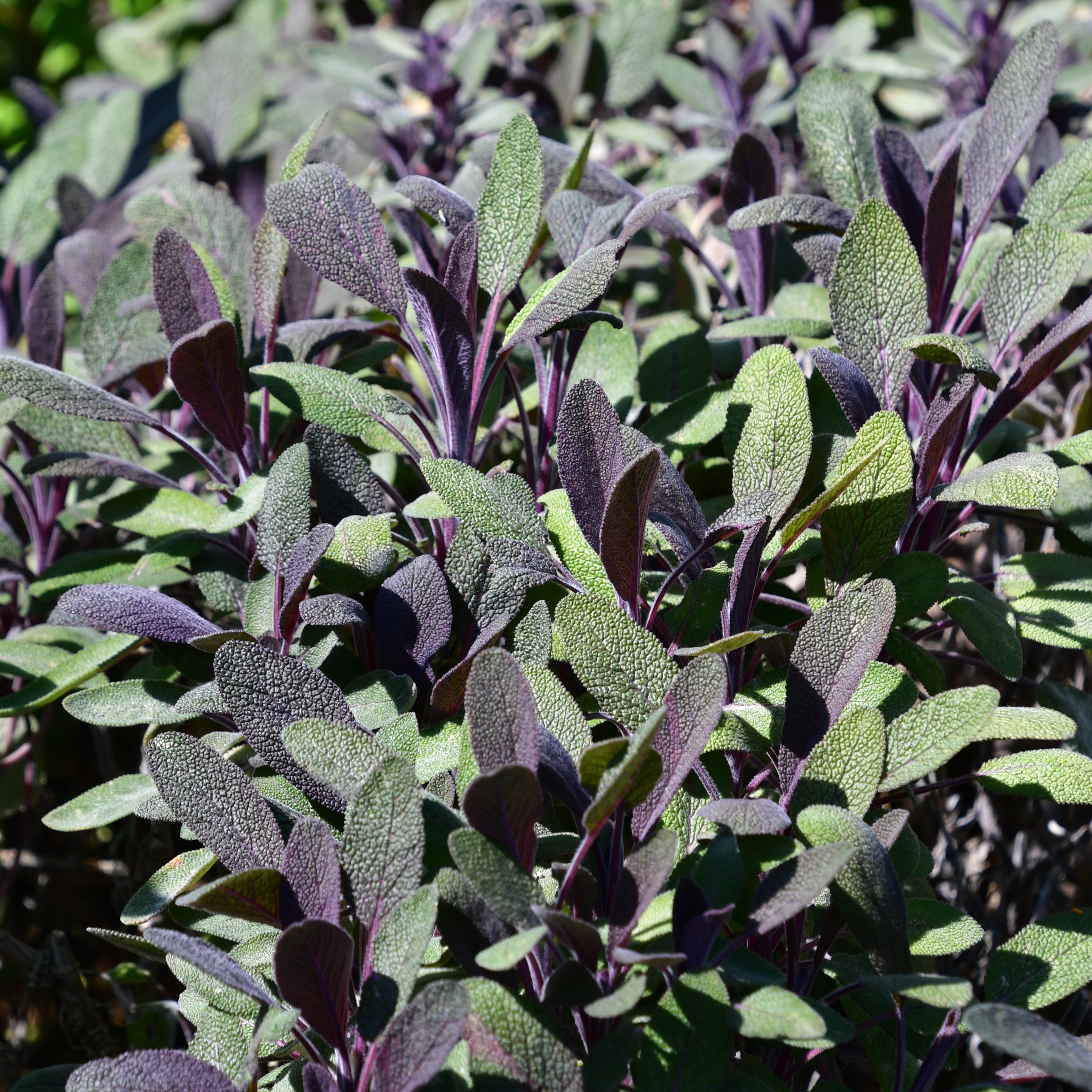 Salvia officinalis 'Purpurascens' 1L