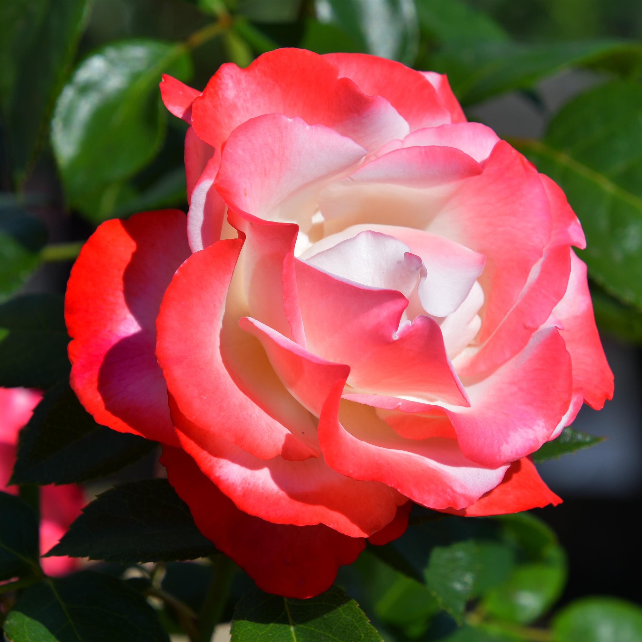 Nostalgie - Stammrose 90 cm