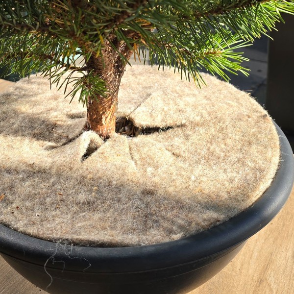 Mary´s Gartenwolle‐Disc L, natur