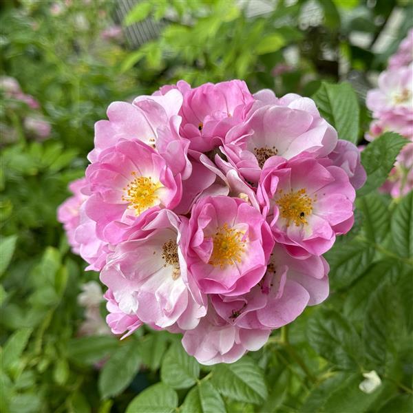 Apple Blossom