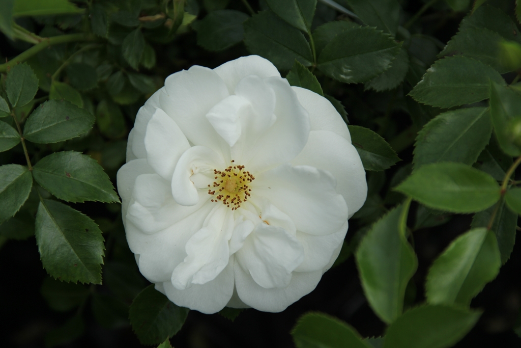 Innocencia - Stammrose 60 cm
