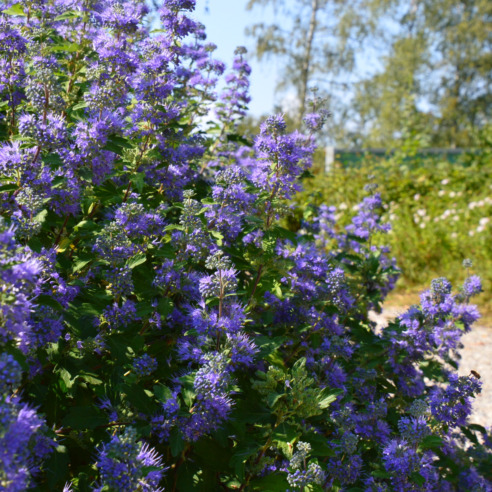 Caryopteris x clandonensis 'Grand Bleu'