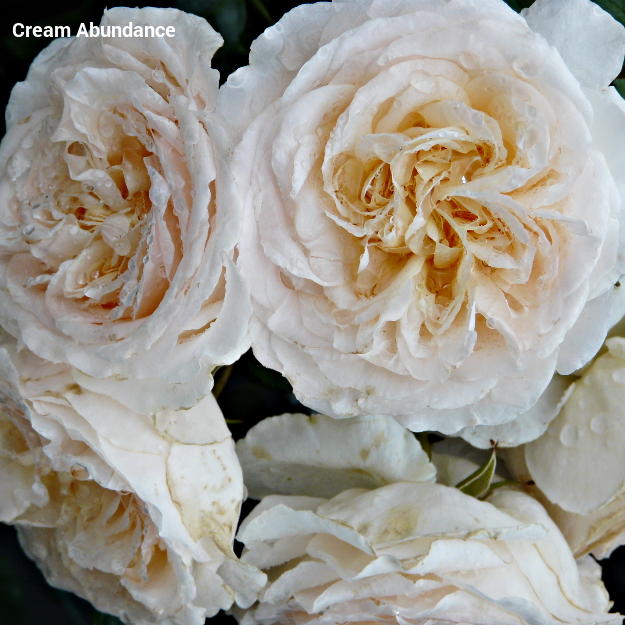 Cream Abundance