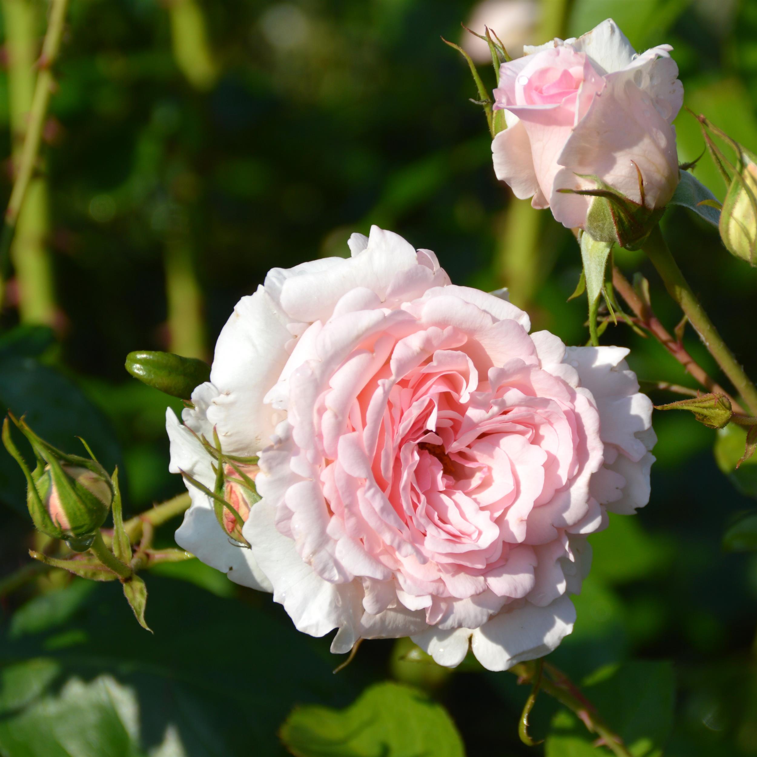 Alexandra Princesse de Luxembourg