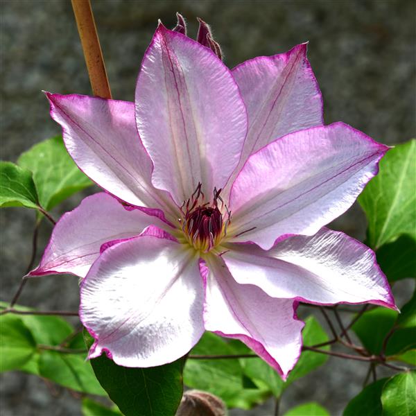 Clematis Hybride ´Omoshiro`