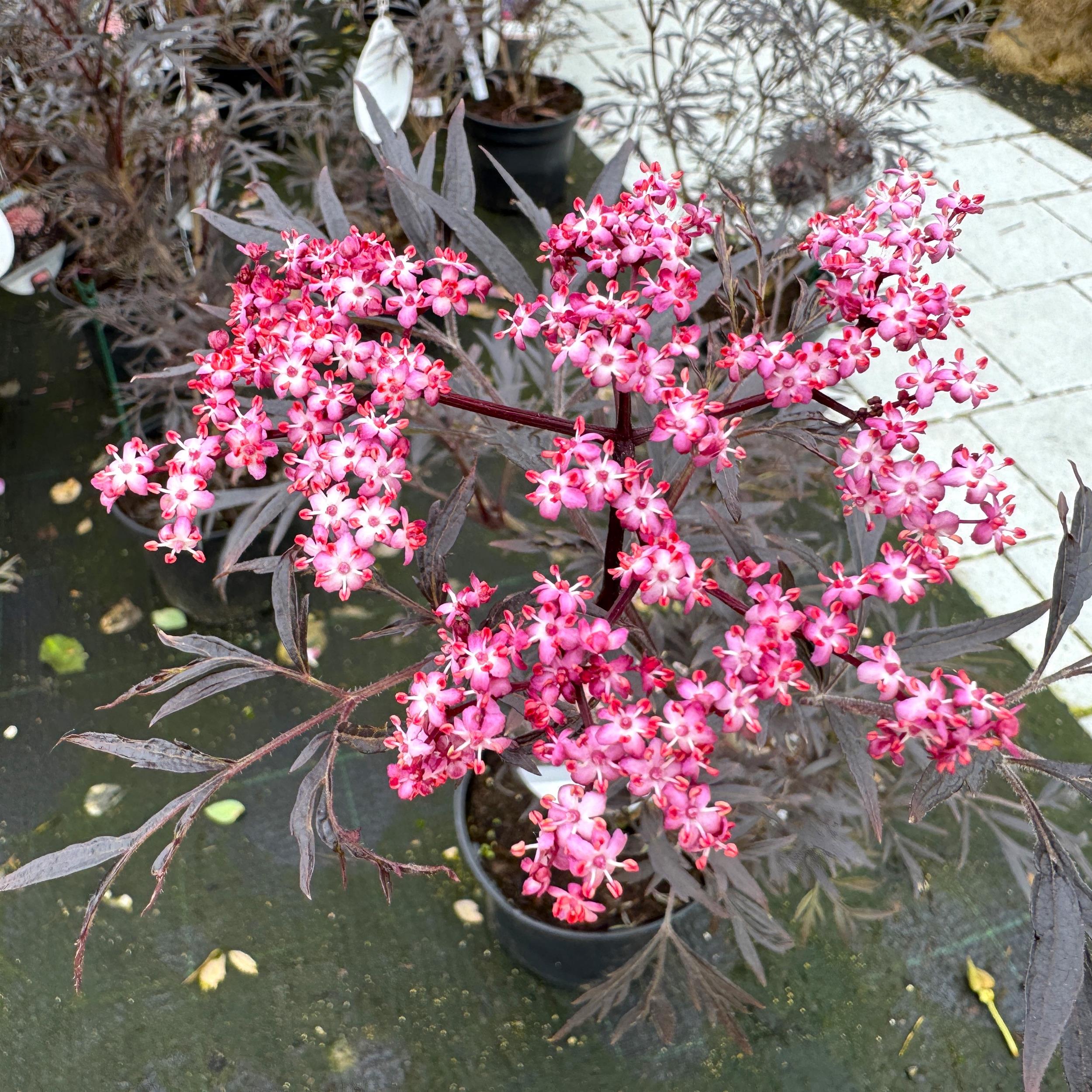 Sambucus nigra 'Black Lace' C5
