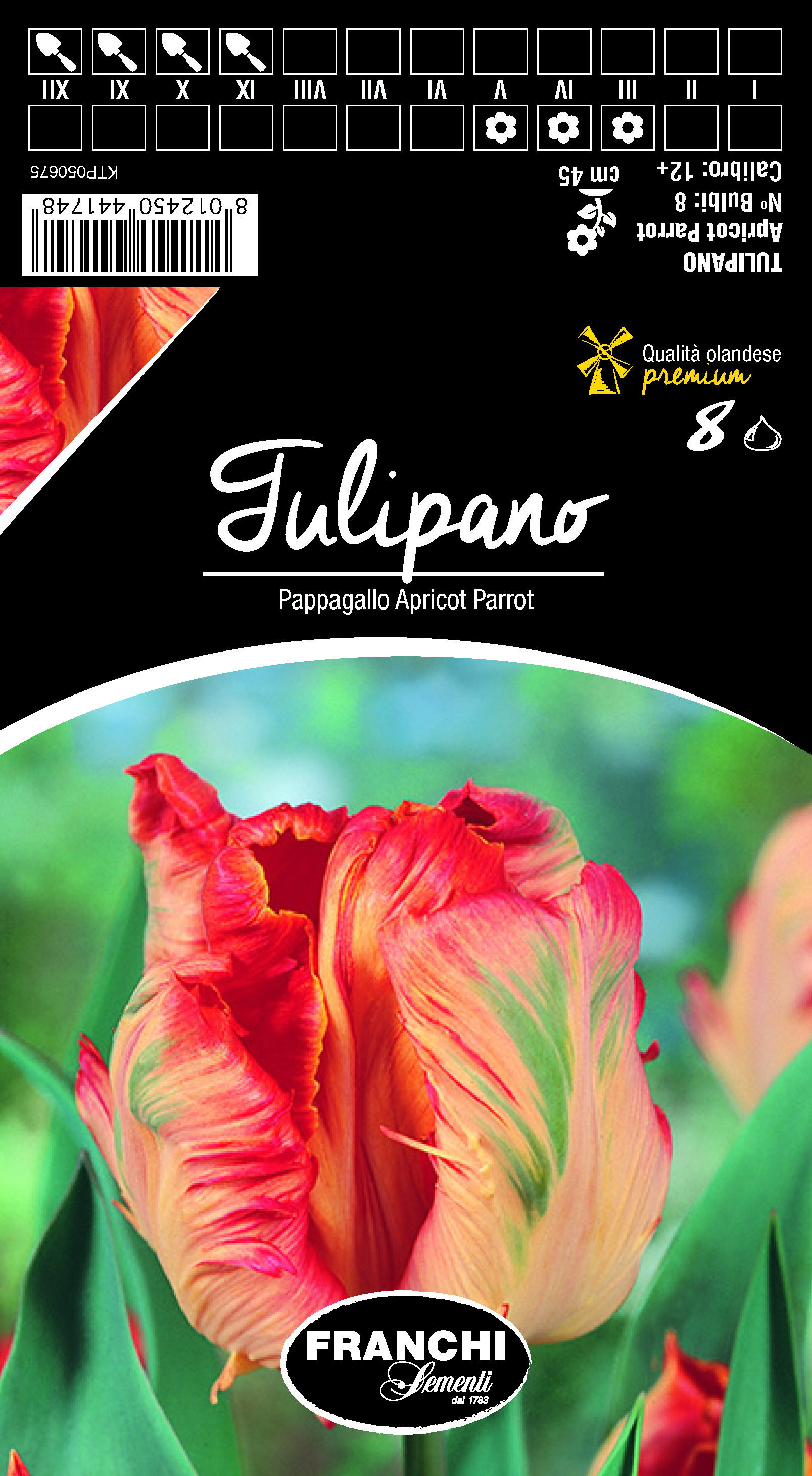 Tulpe Pappagallo Apricot Parrot