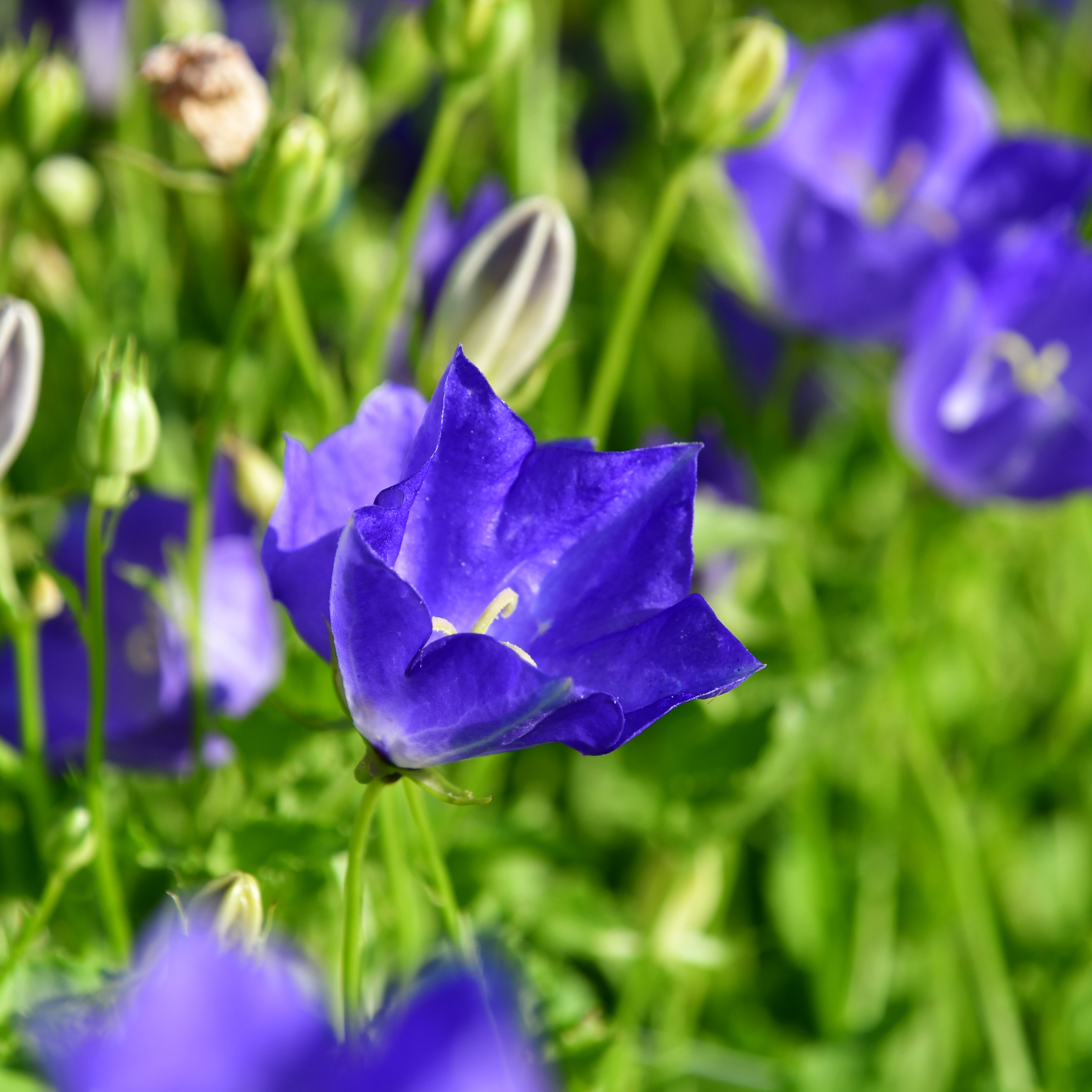 Campanula carp. Blaue Clips 1L