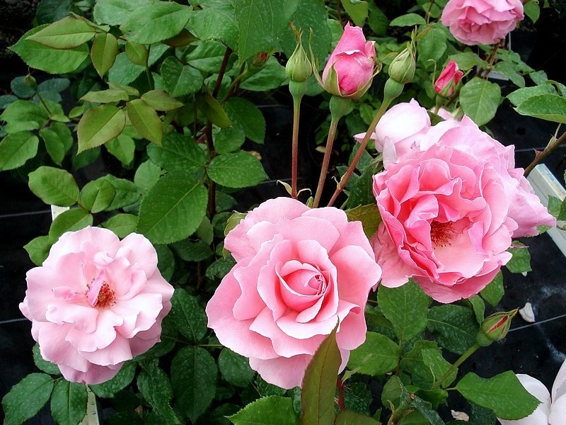 The Queen Elizabeth Rose - Stammrose 90 cm