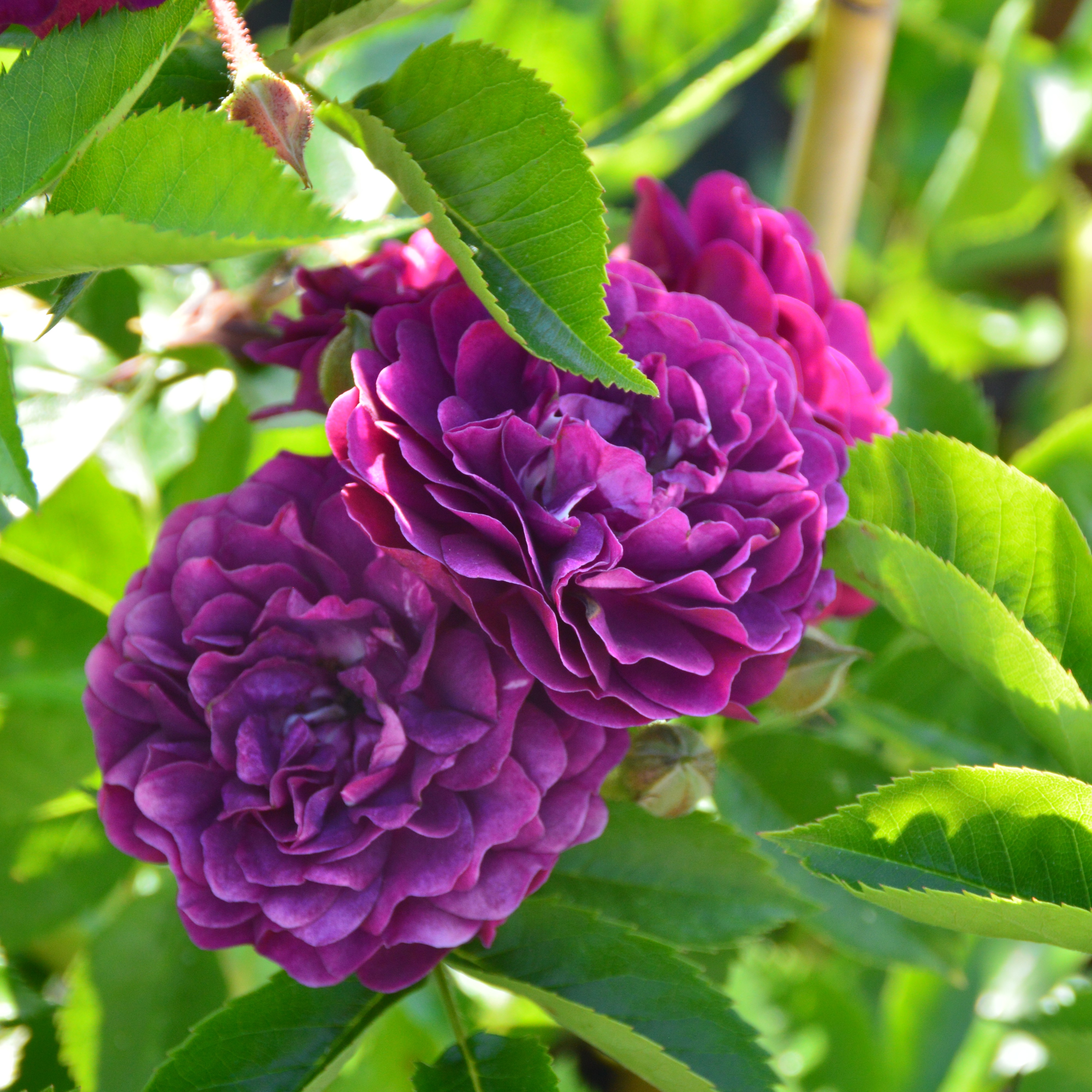 Bleu Magenta
