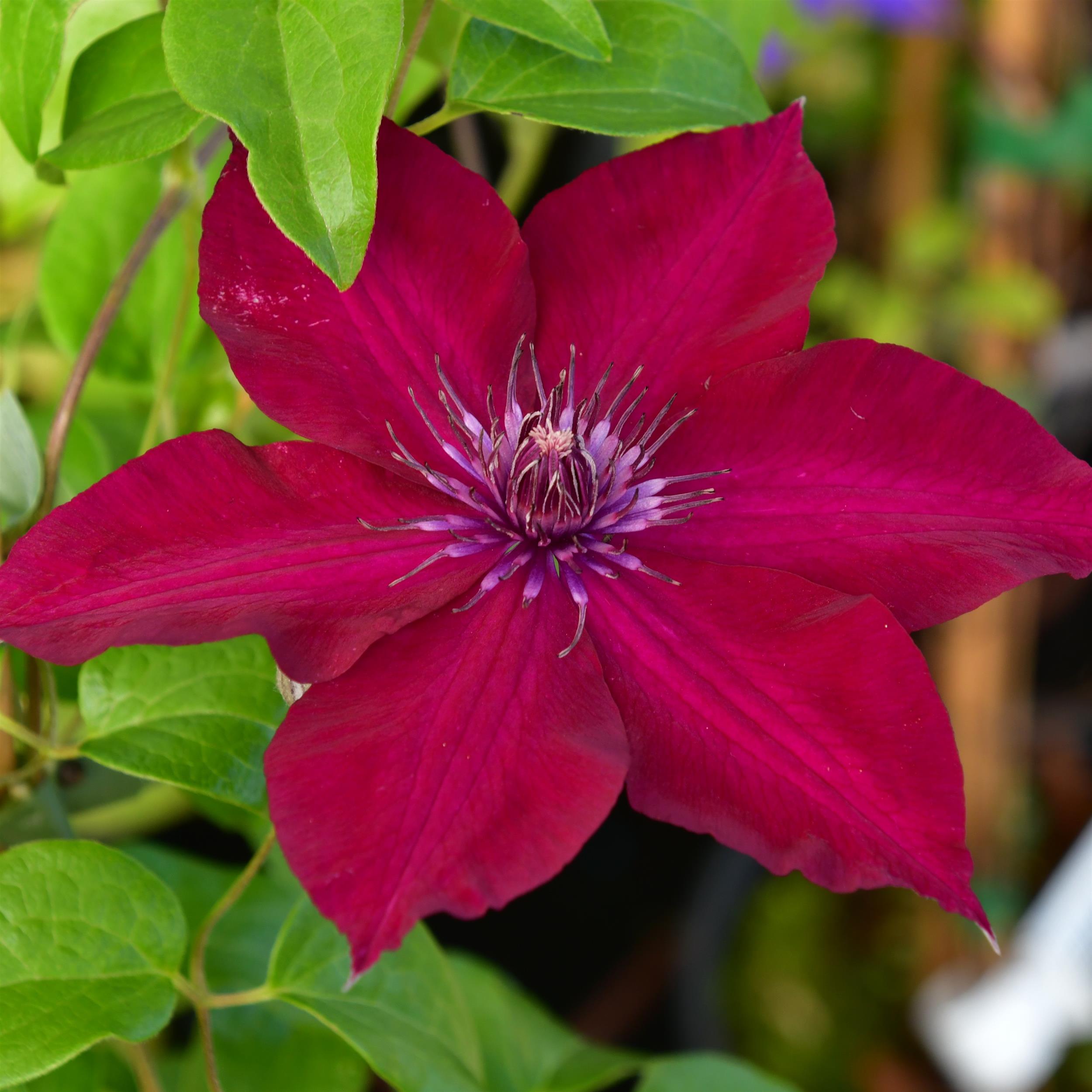 Clematis hyb. ´Nubia Evipo079`