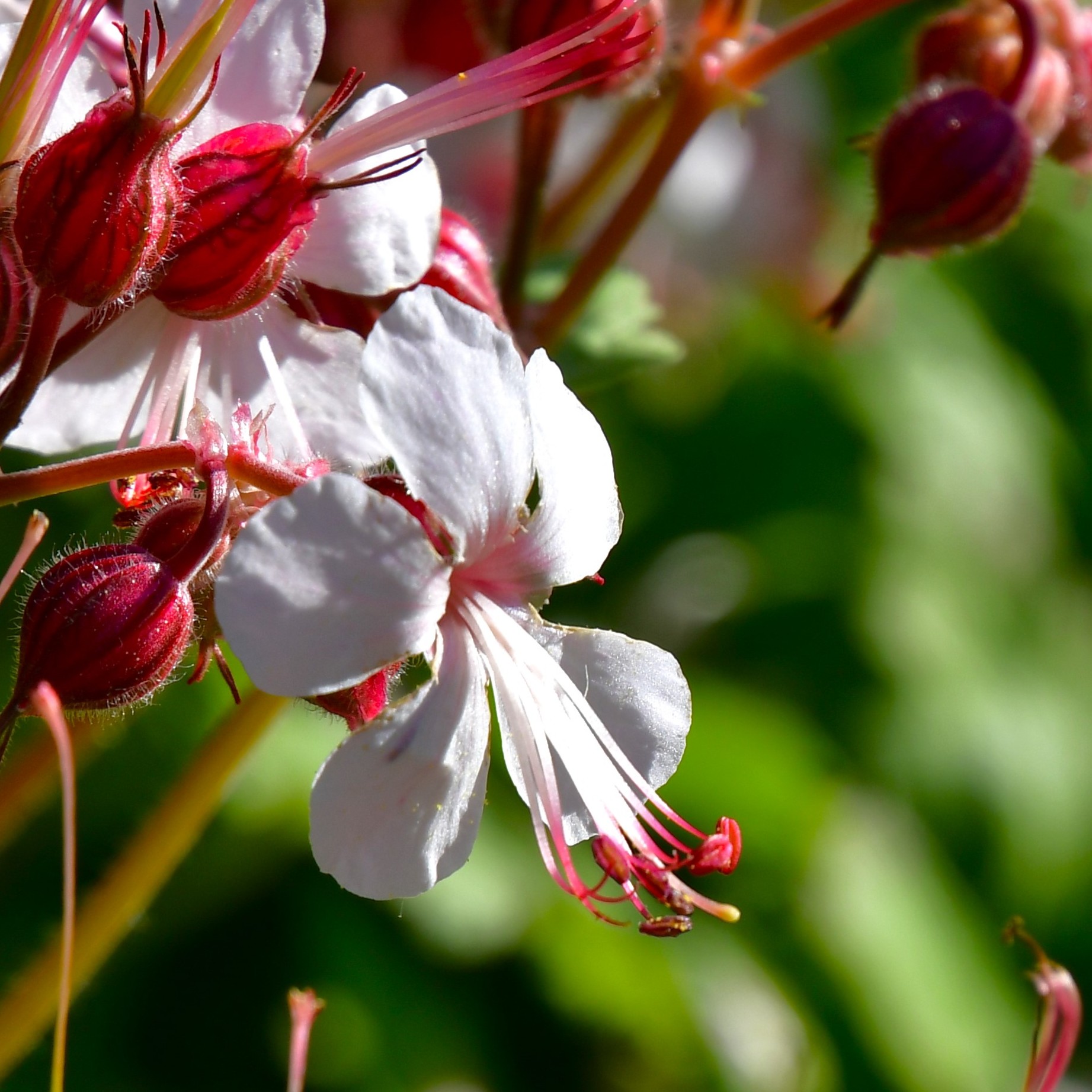 Geranium cantabrigiense 'Biokovo' 0,5L
