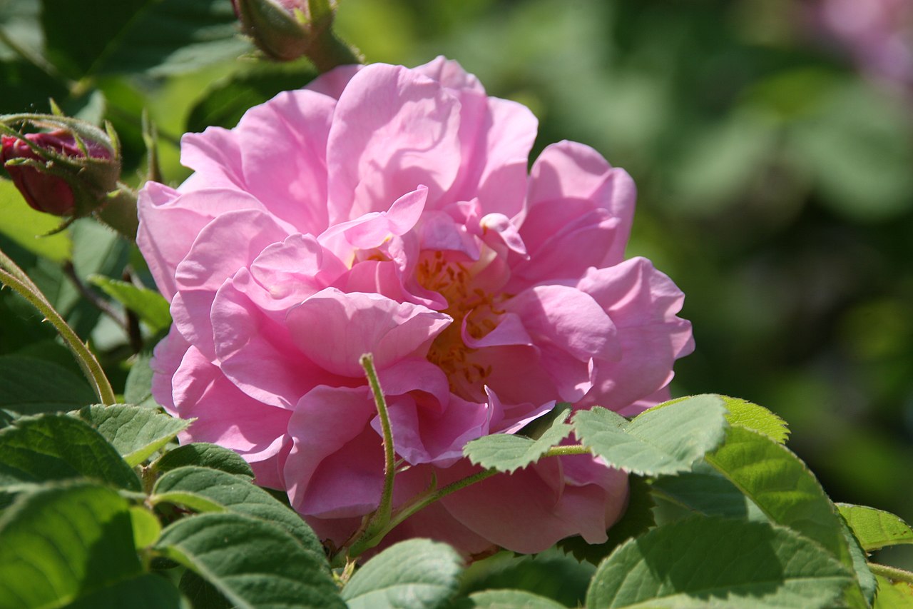 Kazanlik / Rosa damascena Trigintipetala