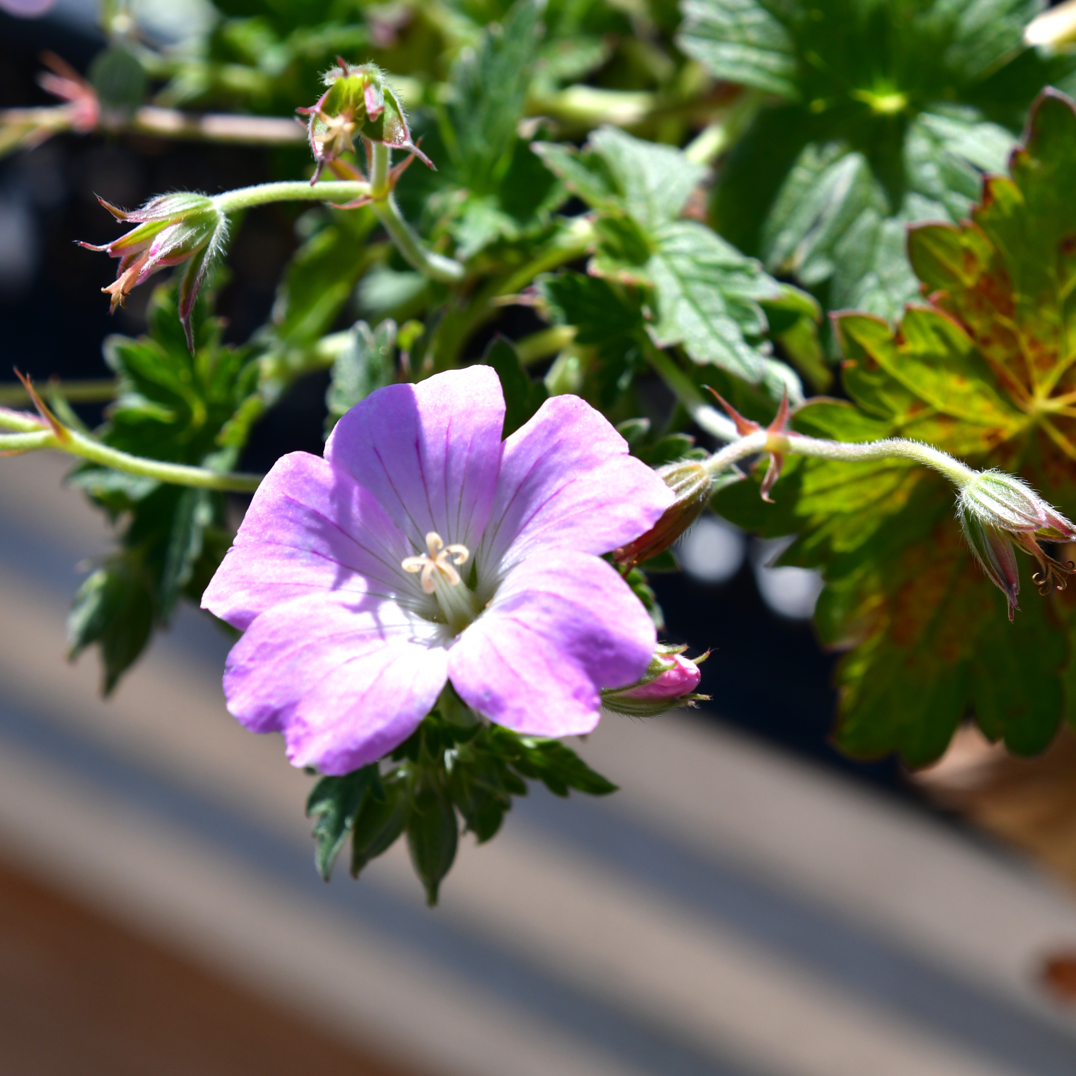 Geranium x cultorum 'Dreamland' 0,5L