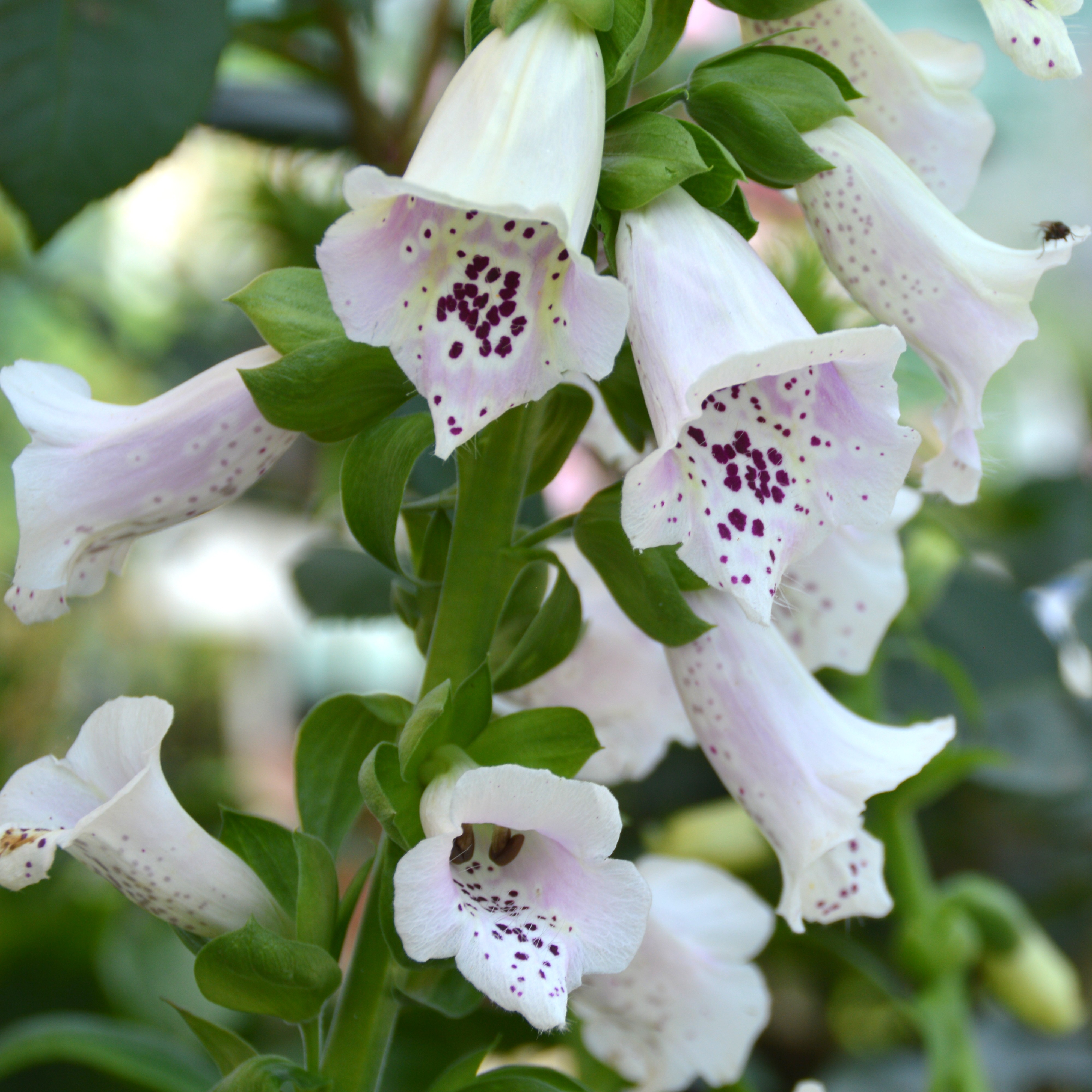Digitalis purpurea 'Alba' 1L