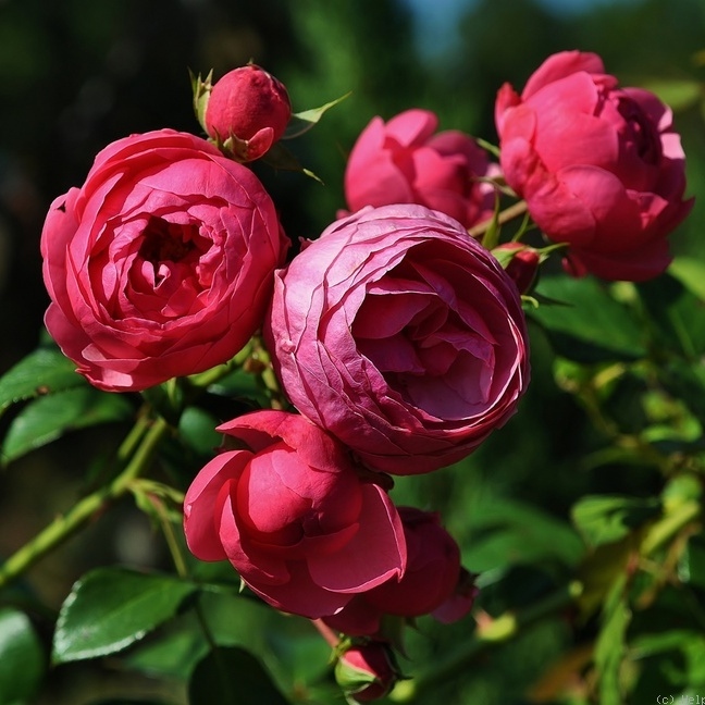 Pomponella