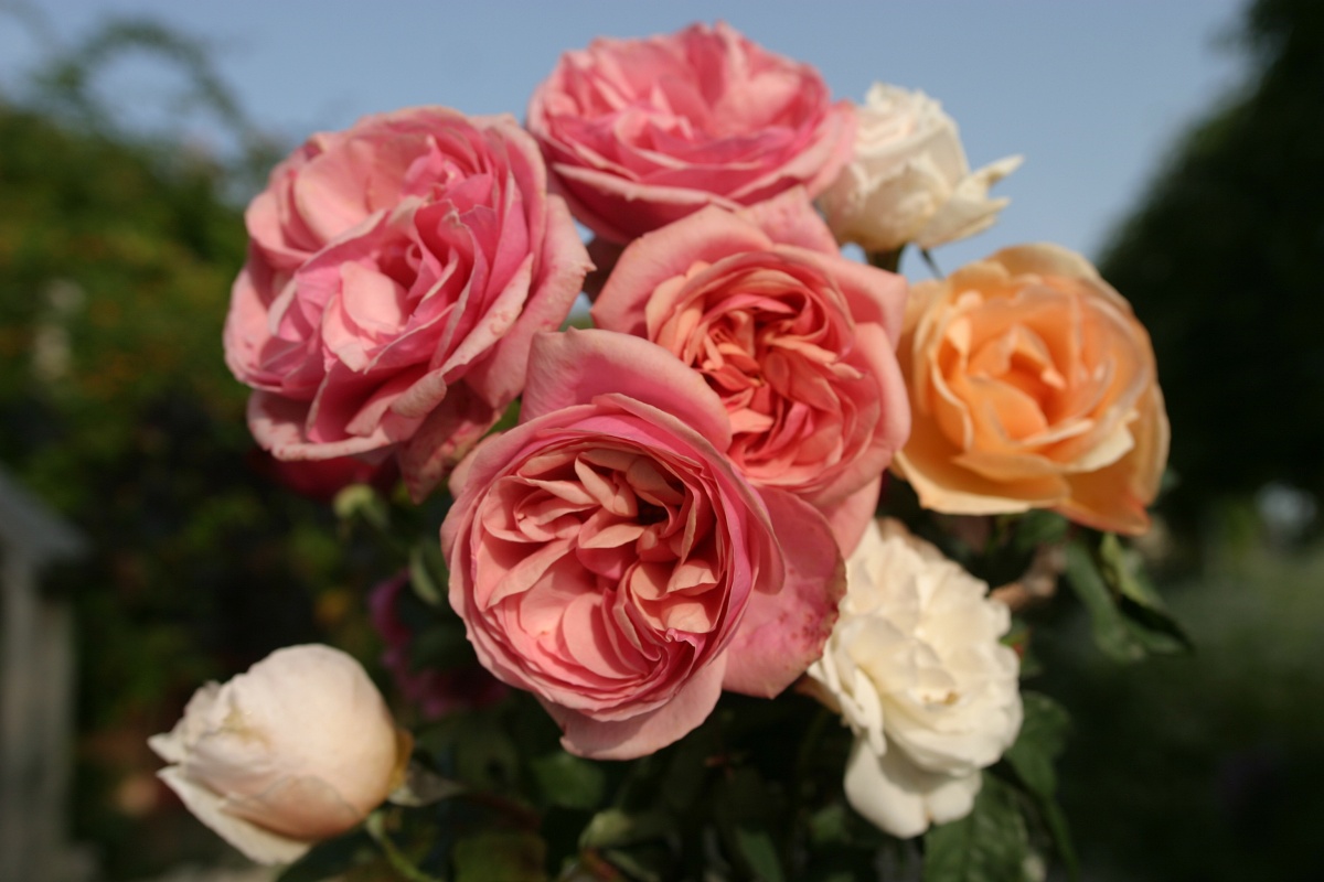 Stefanie´s Rose