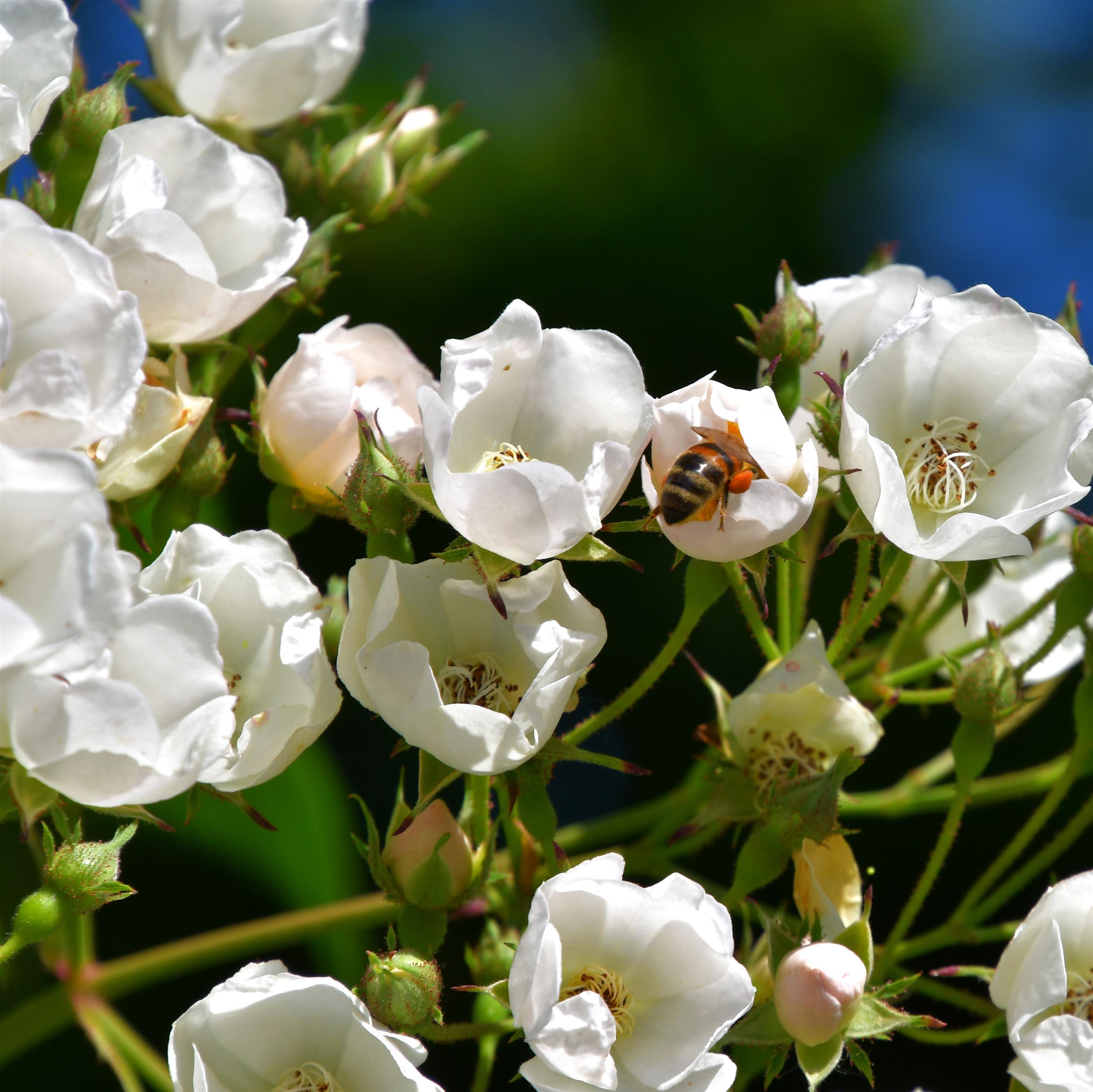 Ettenbühler Glöckchen