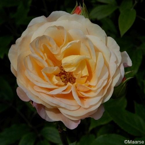 Lady of Shalott