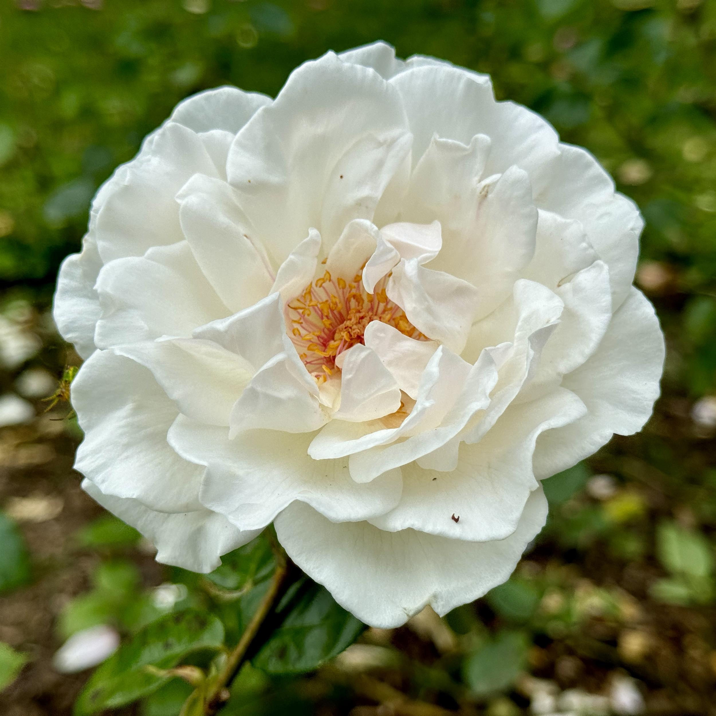 Miss Elizabeth Bennet