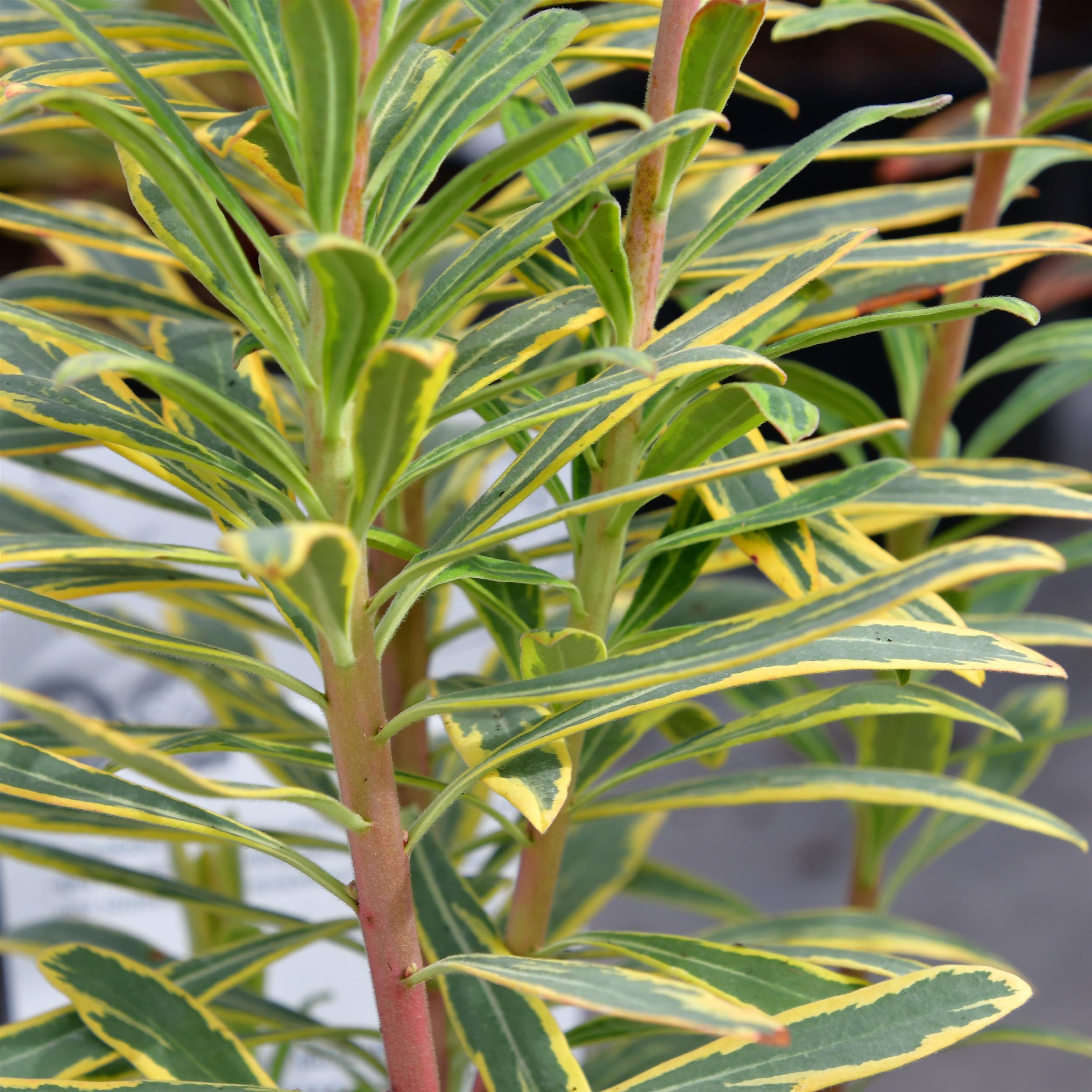 Euphorbia x martinii 'Ascot Rainbow' 1L