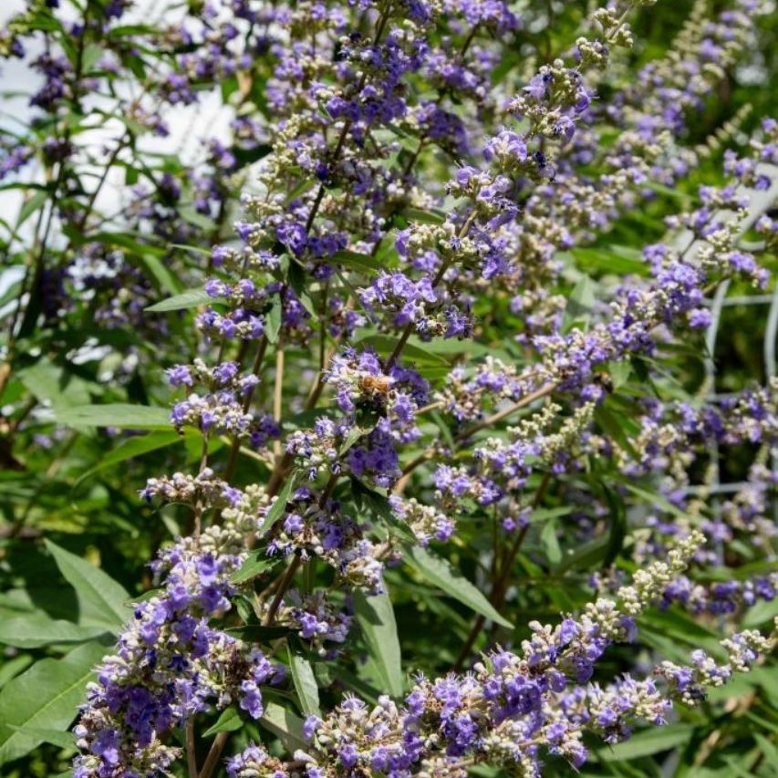 Vitex agnus-castus latifolia 3L