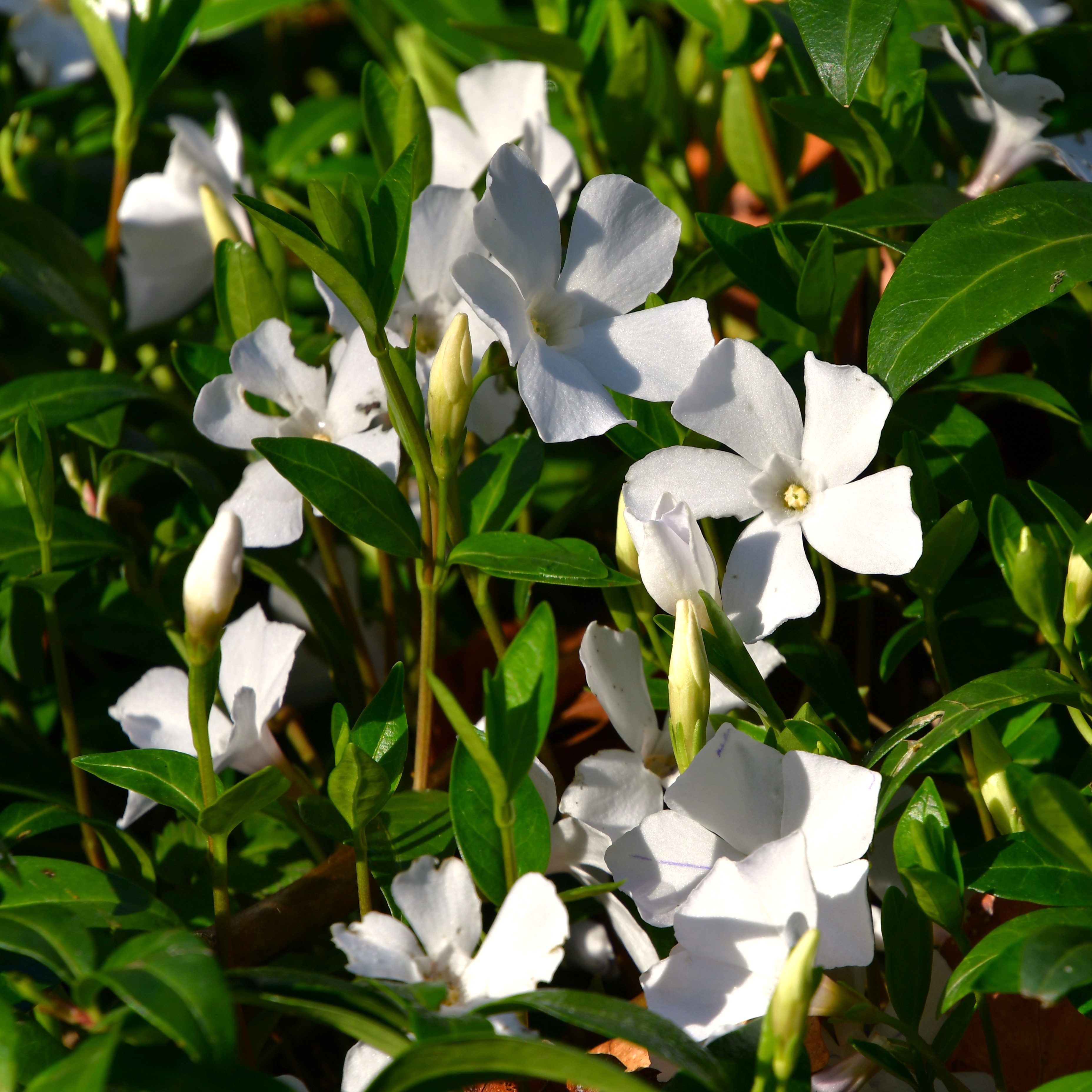 Vinca minor 'Alba'