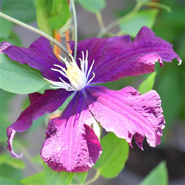 Clematis Warszawska Nike