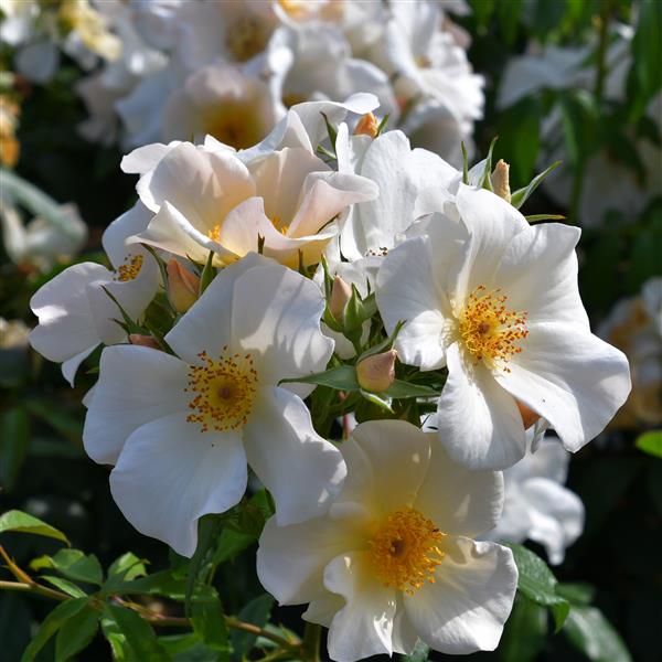 Kew Gardens