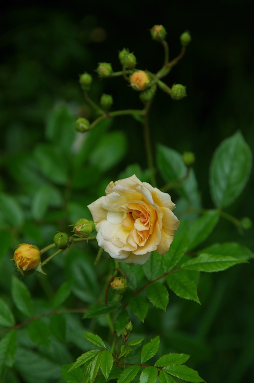 Ghislaine de Feligonde