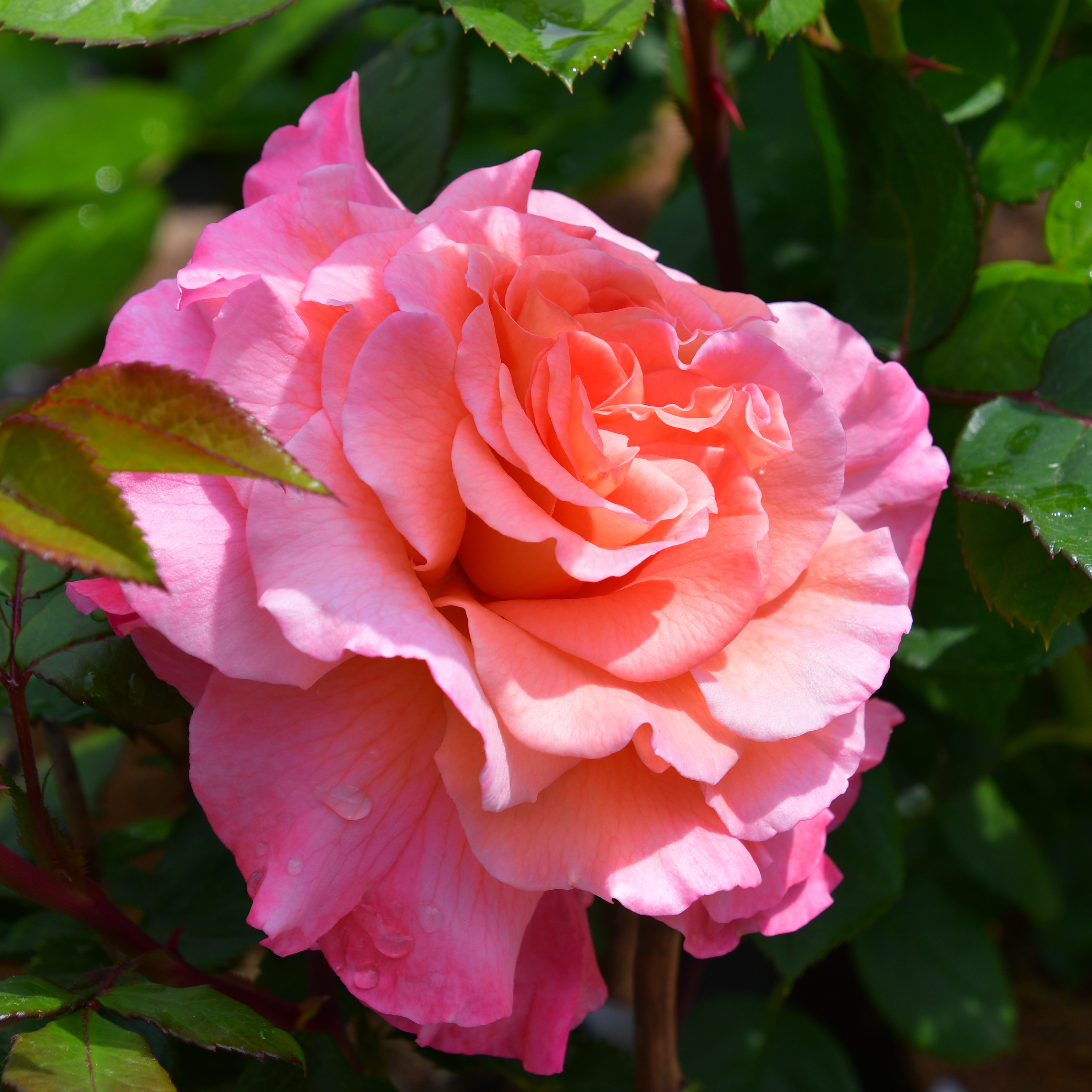 Augusta Luise