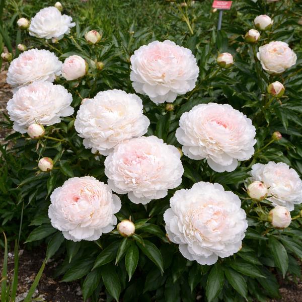 Paeonia lactiflora 'Shirley Temple' C2