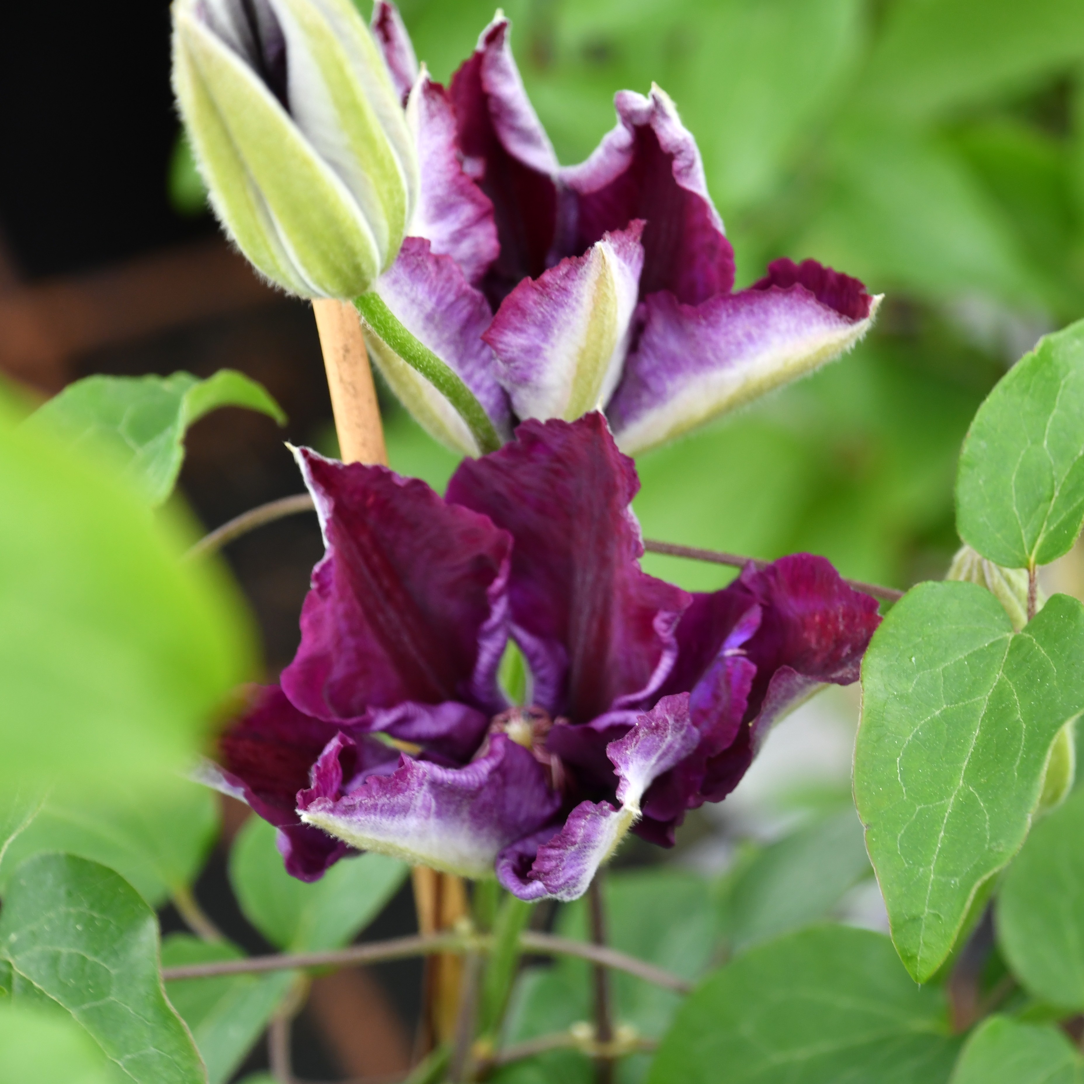 Clematis Hyb. Julka