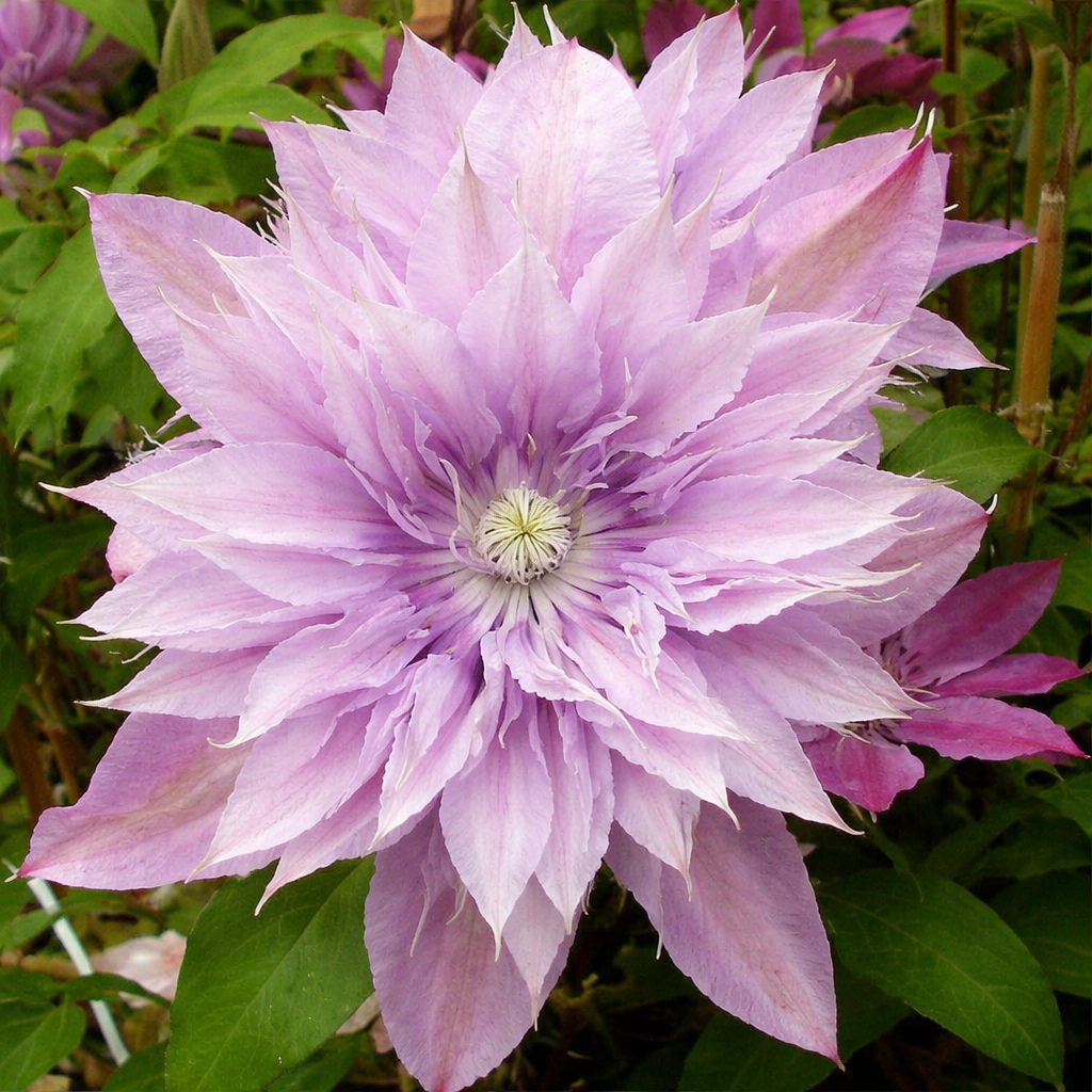 Clematis hyb. Harmony