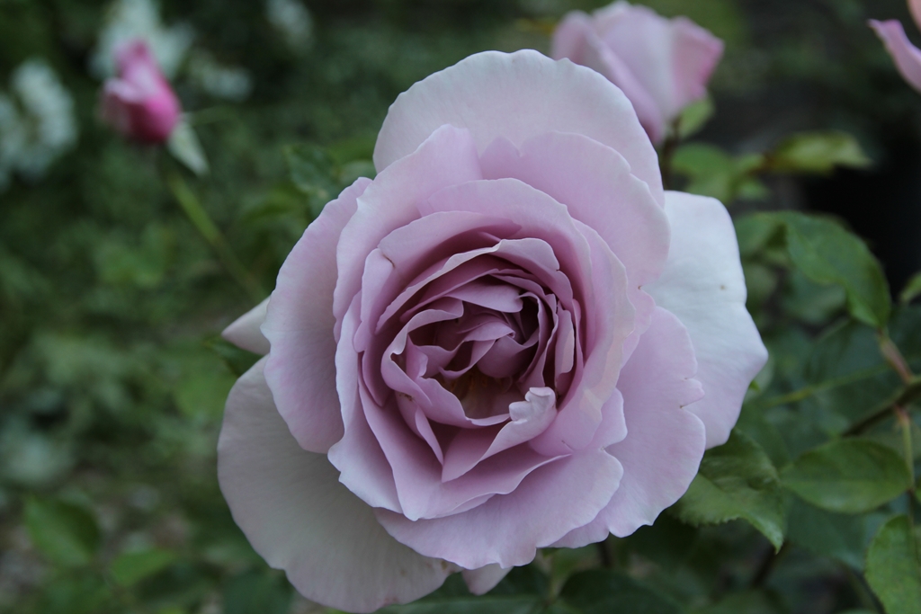 Synactif (La Rose de Petit Prince)